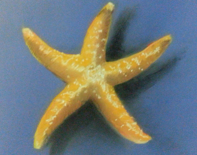 Starfish