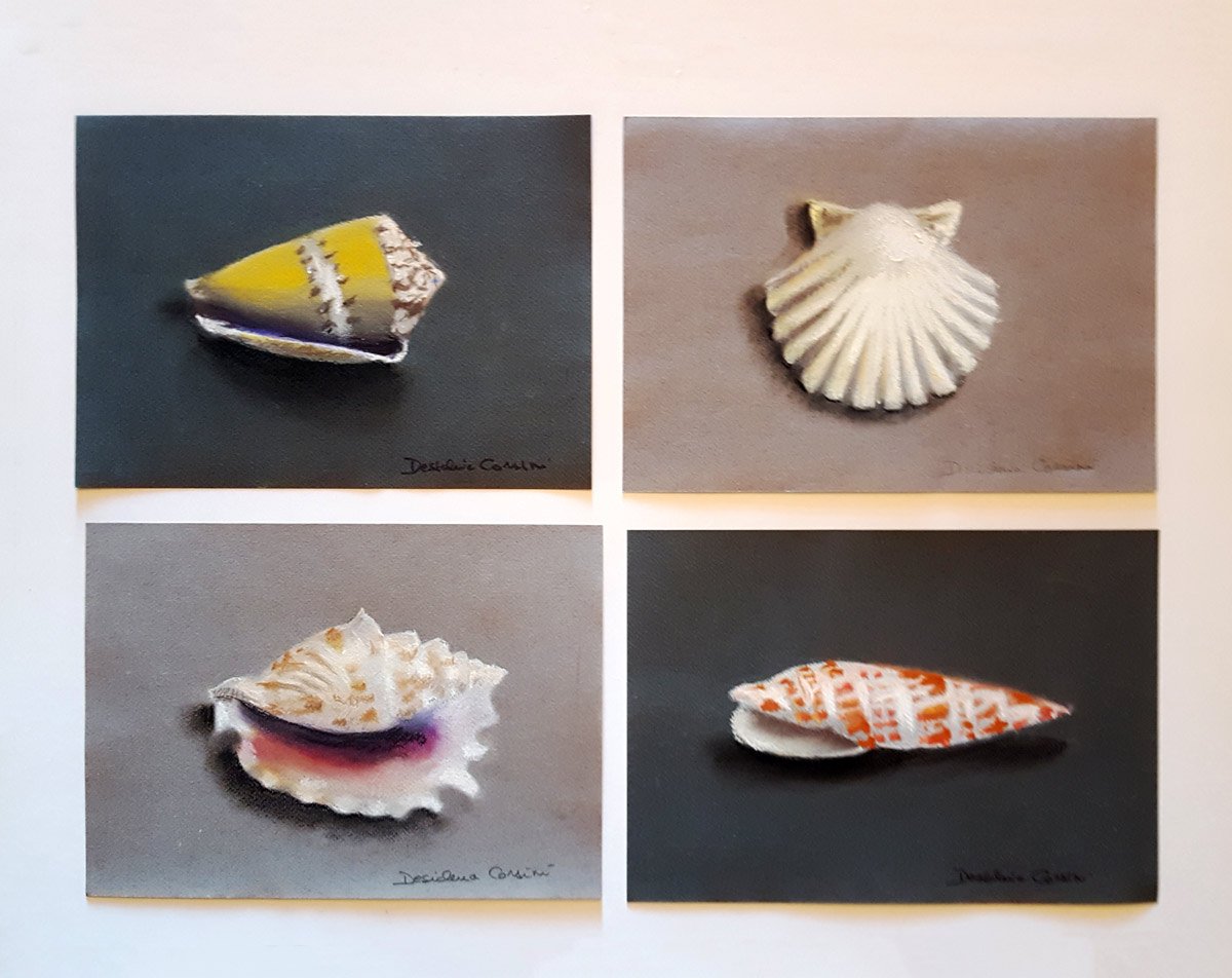 Group-of-shells-2019.jpg