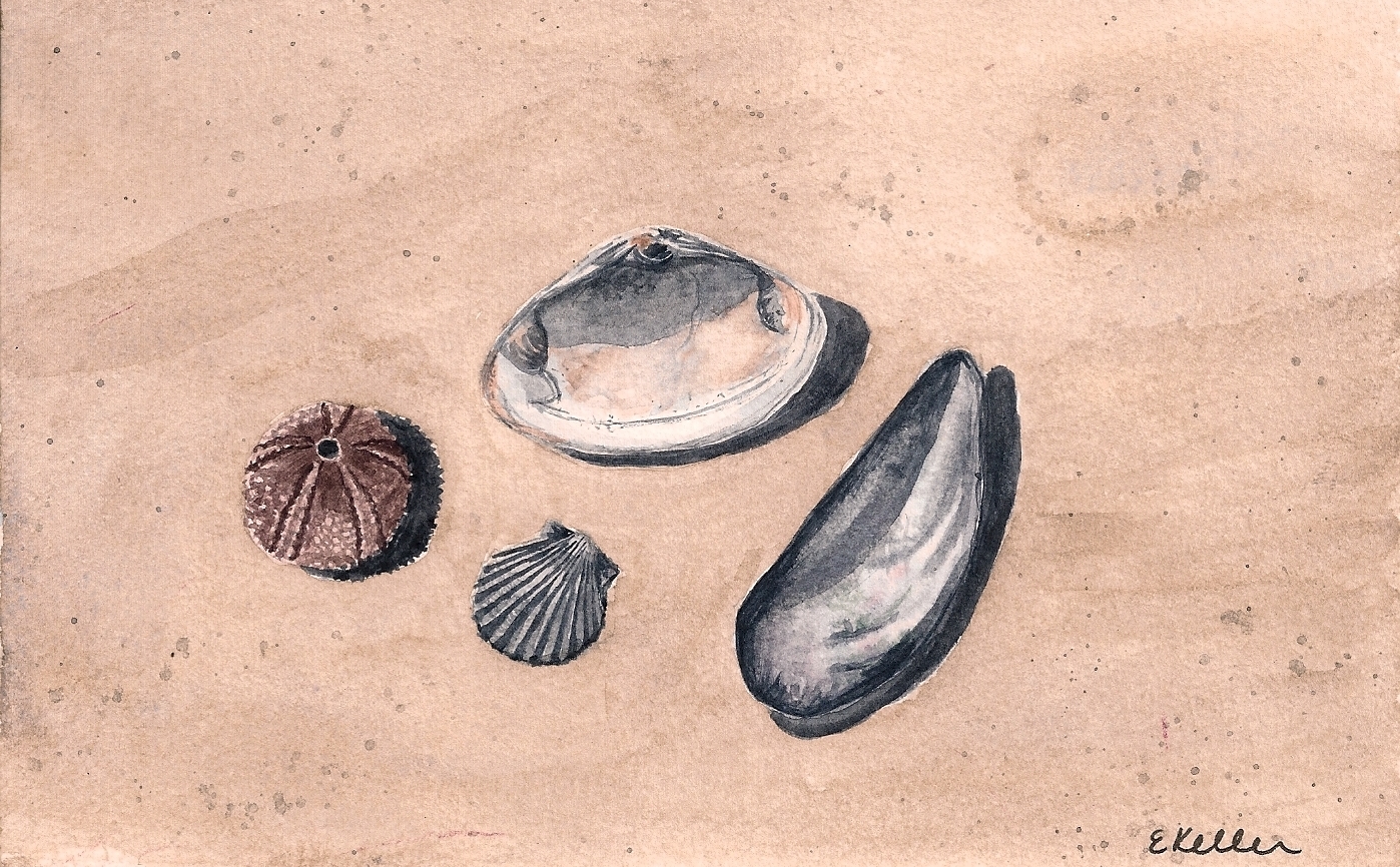 Shells & Sea Urchin