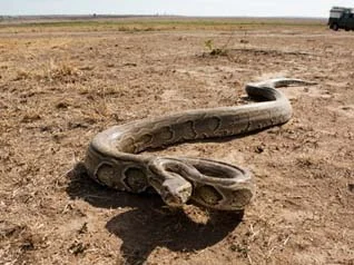 African rock python - the largest snake in Africa, non-venomous common in rural areas reaching up to a 6m or more in length. It kills prey by constricting them.