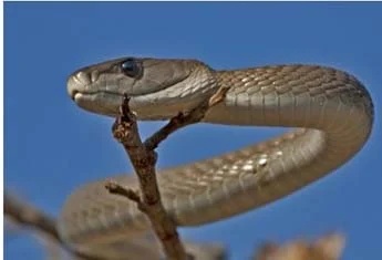Black Mamba - the longest venomous snake in Africa- up to 4.5m long. It is said by some to be the fastest snake in the world, able to travel at 20km/h! Its venom is neurotoxic.