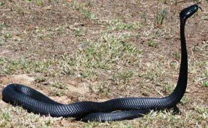 Black- necked spitting cobra - quite common, sprays venom when cornered. Its venom is neurotoxic. Cover your eyes as theses snakes are short sighted and will spit at anything that glints!