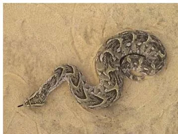Puff Adder –common venomous snake. It is thought to be responsible for most bites to humans as it is well camouflaged, remains motionless and bites when unwittingly stepped on. The venom is cytotoxic.