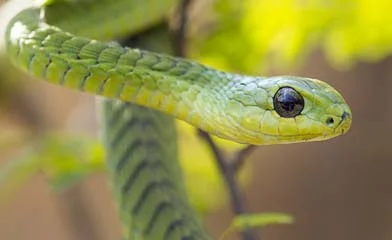 Boomslang- a common green tree snake, venomous but timid. They produce a haemotoxic venom. Boomslang bites are rare as these snakes are back fanged.
