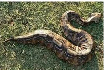 Gaboon Viper - the largest viper. It is found in woodland, savanna and forests in the north of Zambia. Their venom is haemotoxic. They also have the longest fangs of any snake-each one almost as long as an adult’s little finger! They are rare.