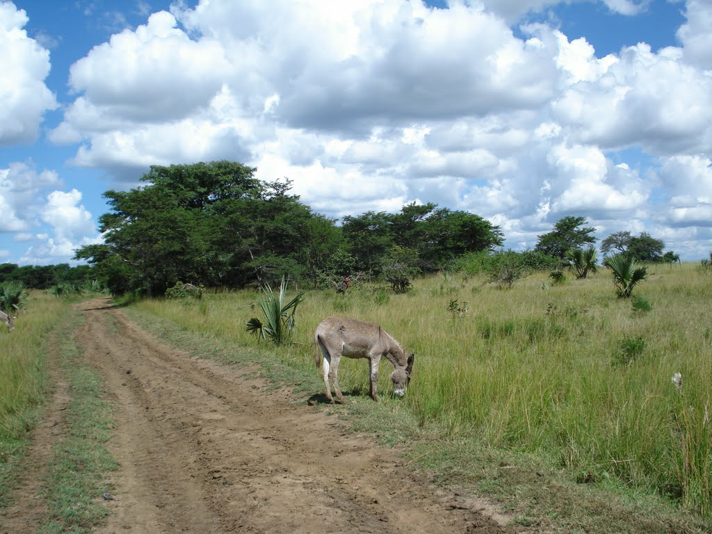 Near Chikupi