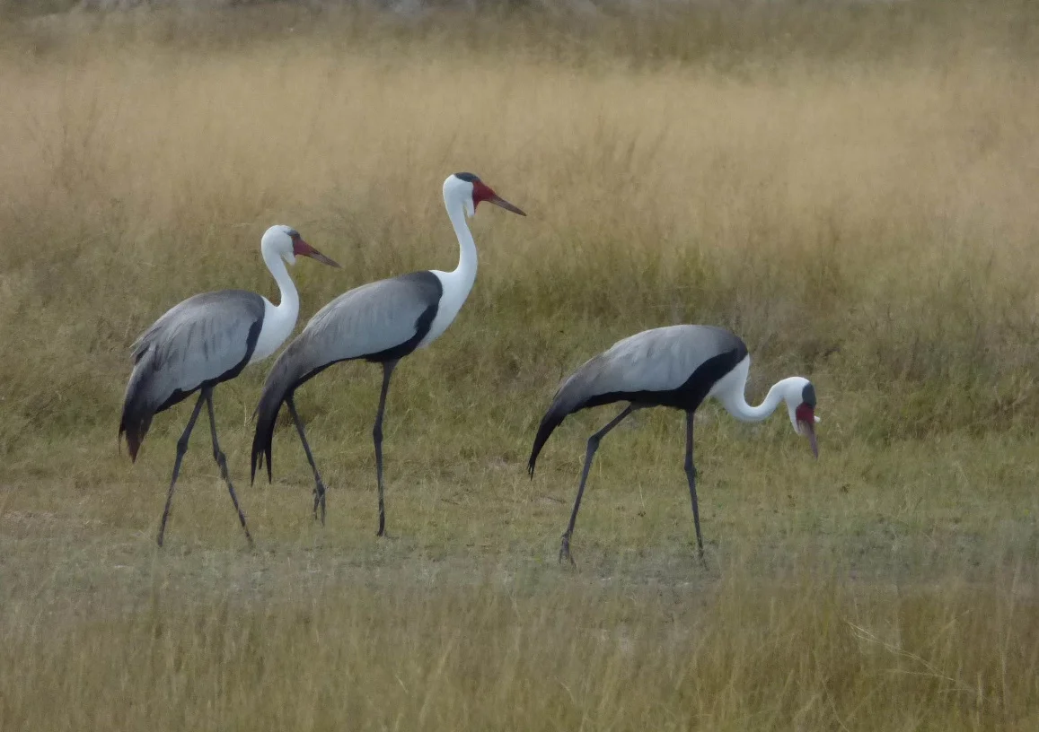 Zambian Crane