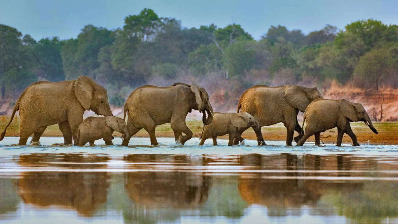 Elephants crossing Luangwa river