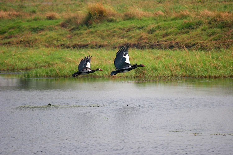 Spurwing Geese