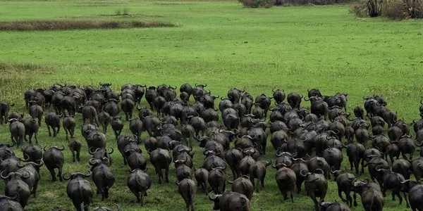 Blue Wildebeast (Kafue national park)