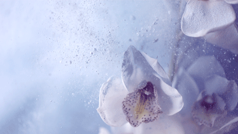 BLOOM_ONLINE_FINALv2a_excerpt2.gif