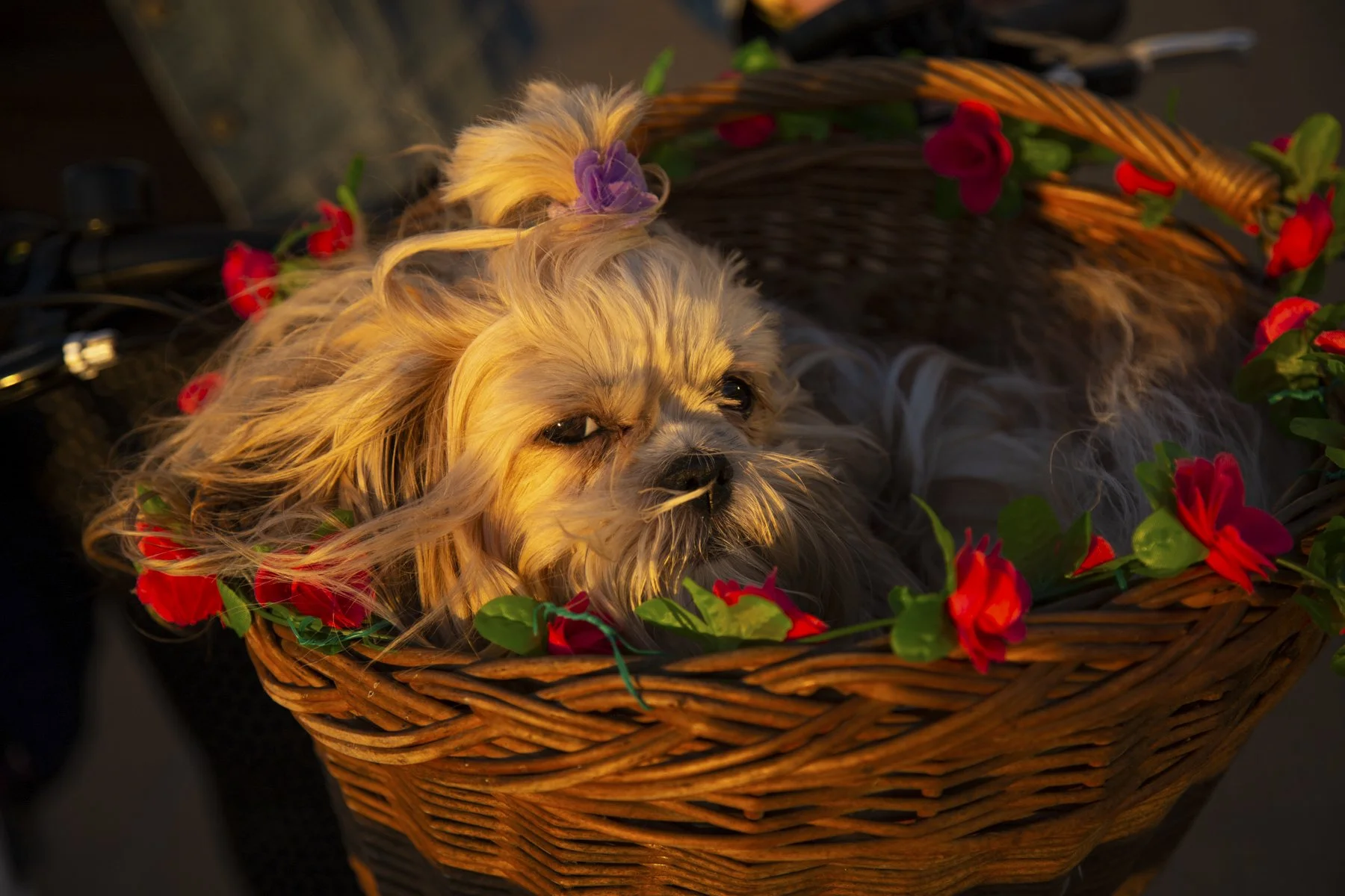 TROPIQUE DU BICKY-13.jpg