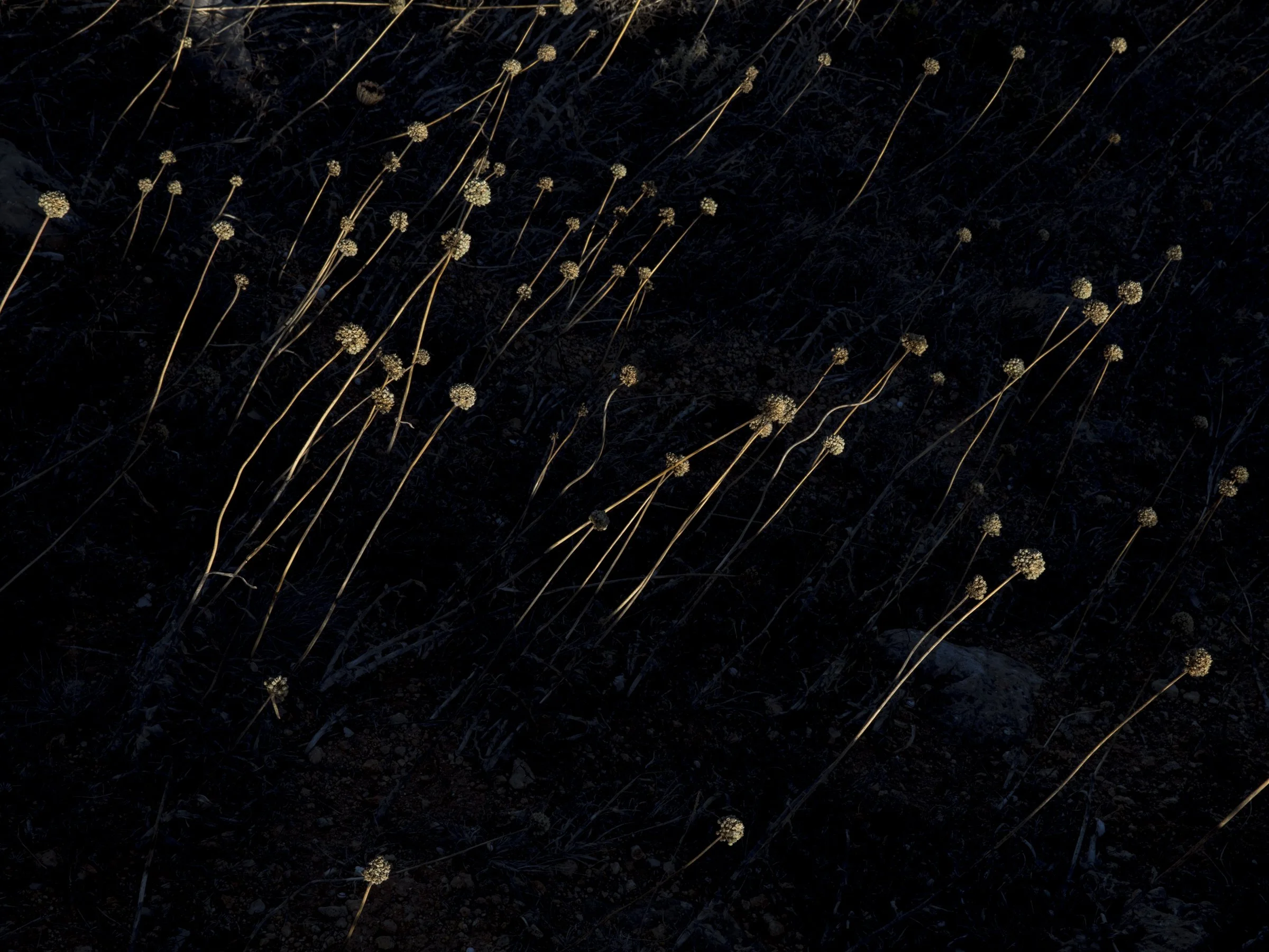 AMURAS_TRAVERSÉE_2400PX-6.jpg