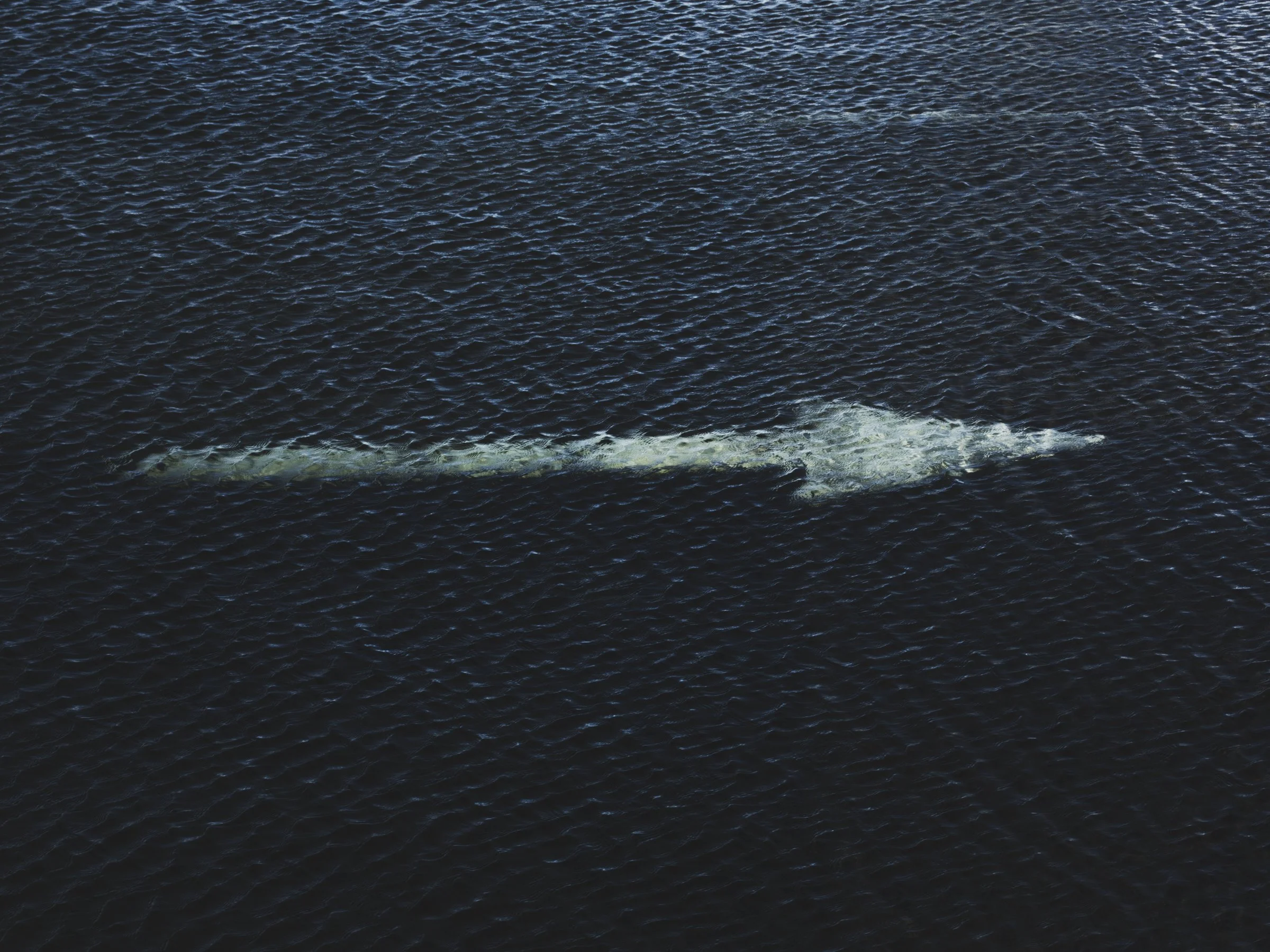 LE JARDIN DU PORTUGAL (Projet en cours)