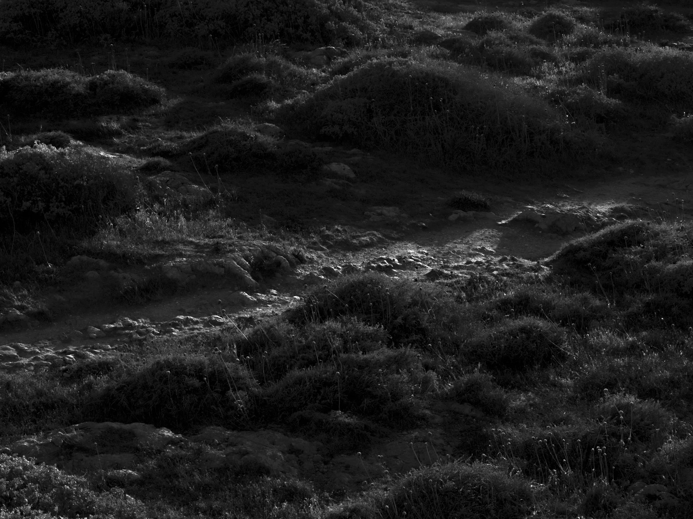 EDIT LONG AMURAS_2400 PX-4.jpg