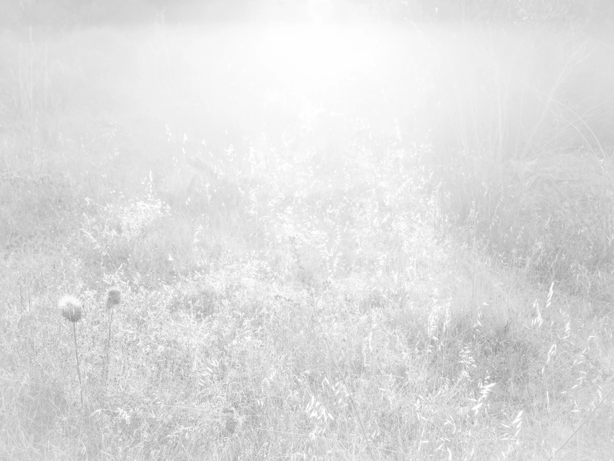 EDIT LONG AMURAS_2400 PX-23.jpg