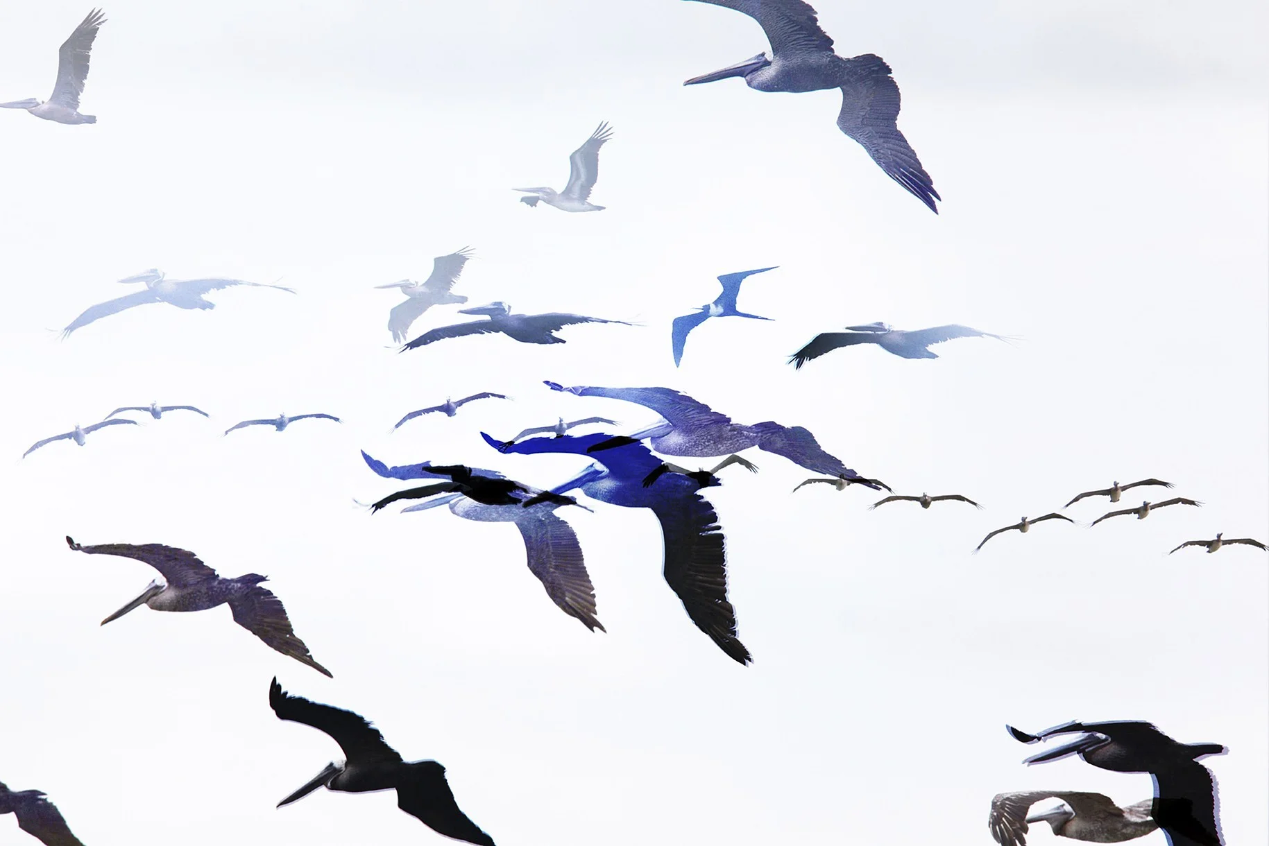 One Hour of Birds (Jenny Kendler - Brown Pelicans and a Magnificent Frigatebird flying along the Pacific, Nosara, Costa Rica) Performative Photograph, July 2015