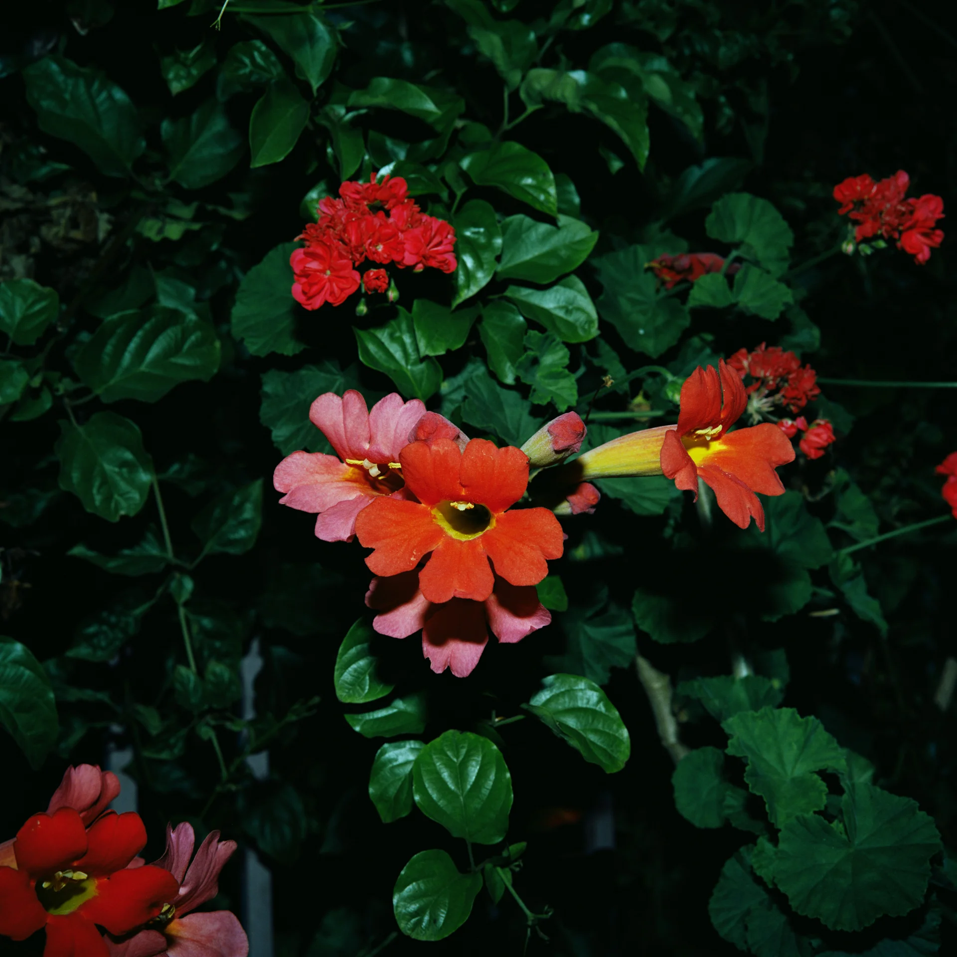 Night Flower 131