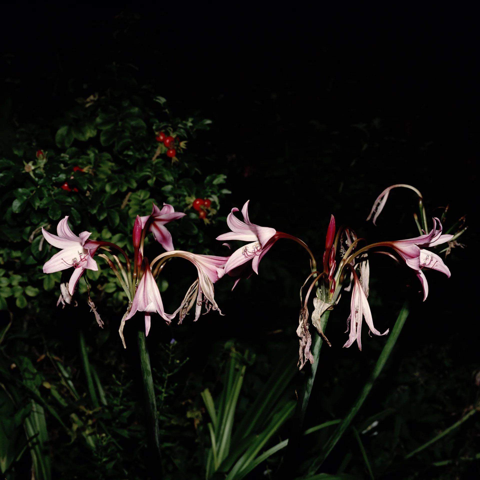 Night Flower 024
