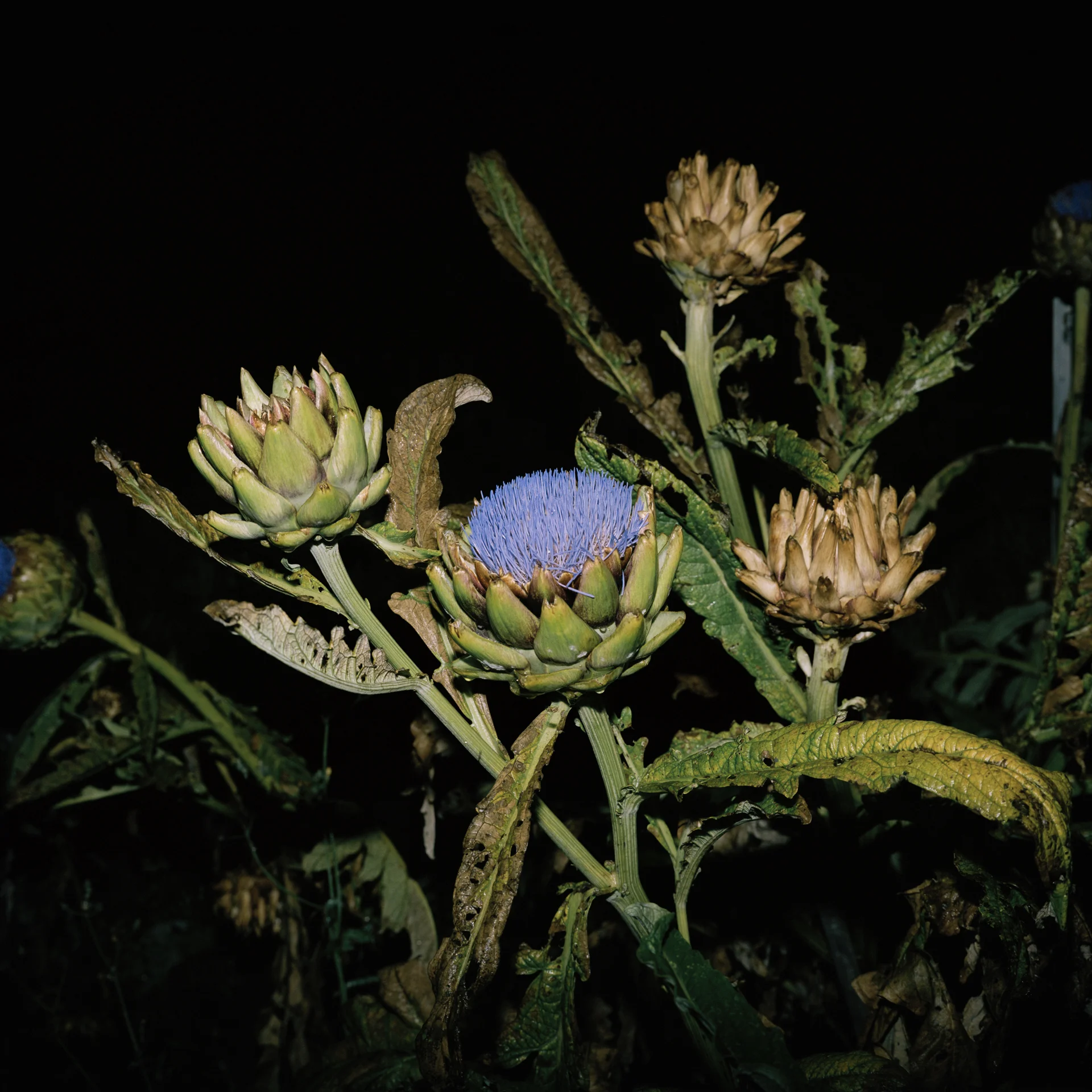 Night Flower 026