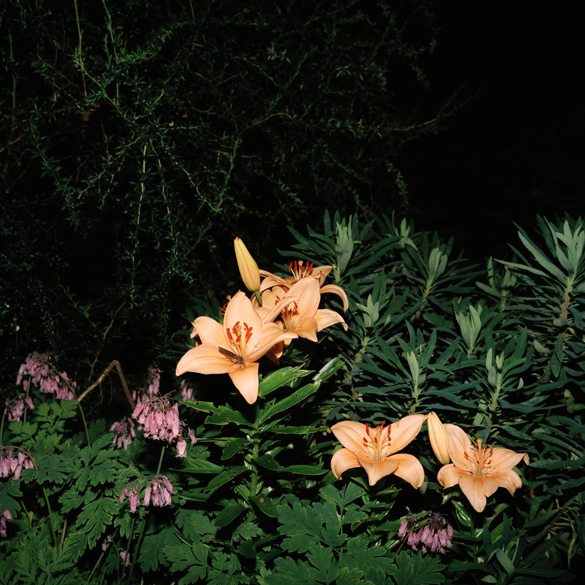 Night Flower 044