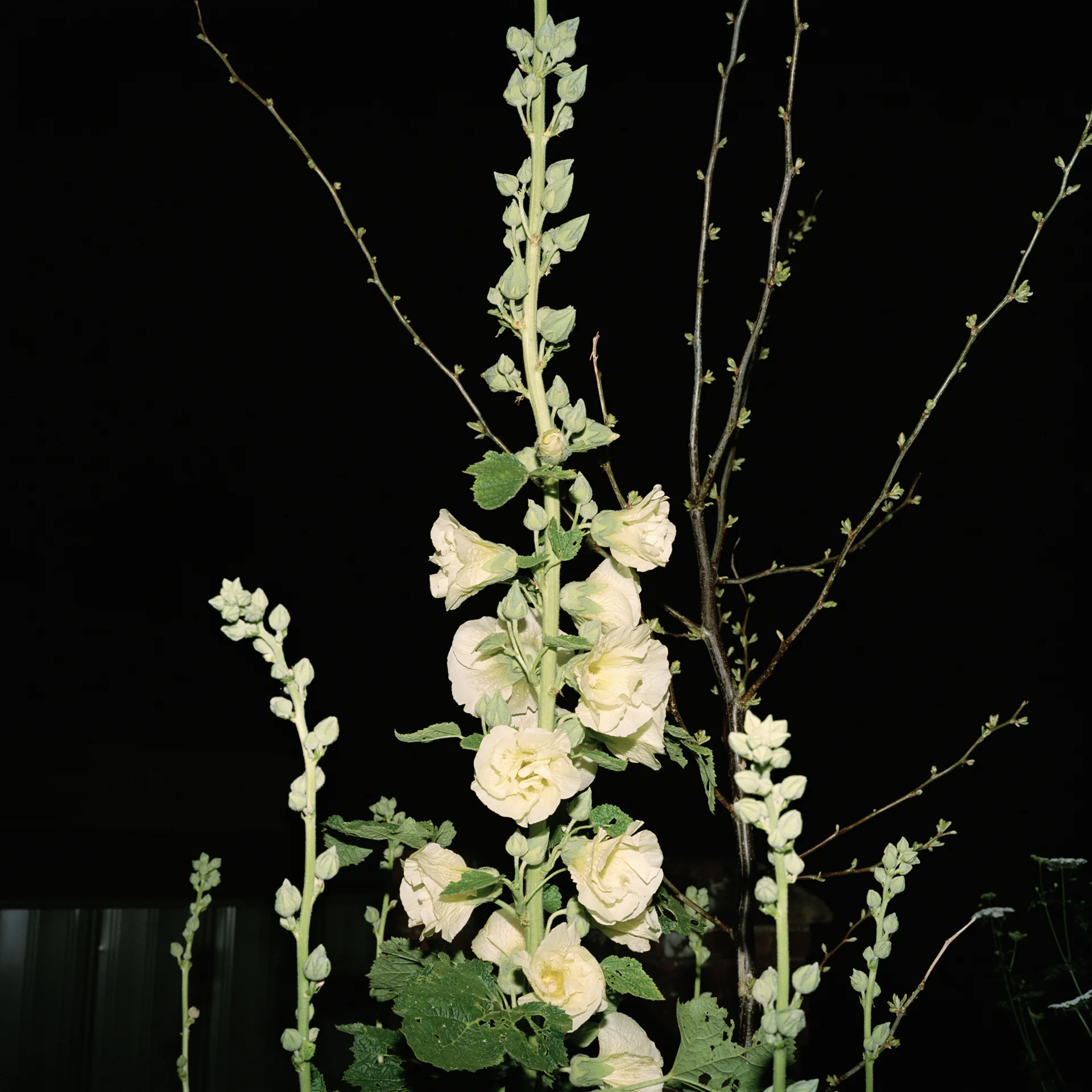 Night Flower 045