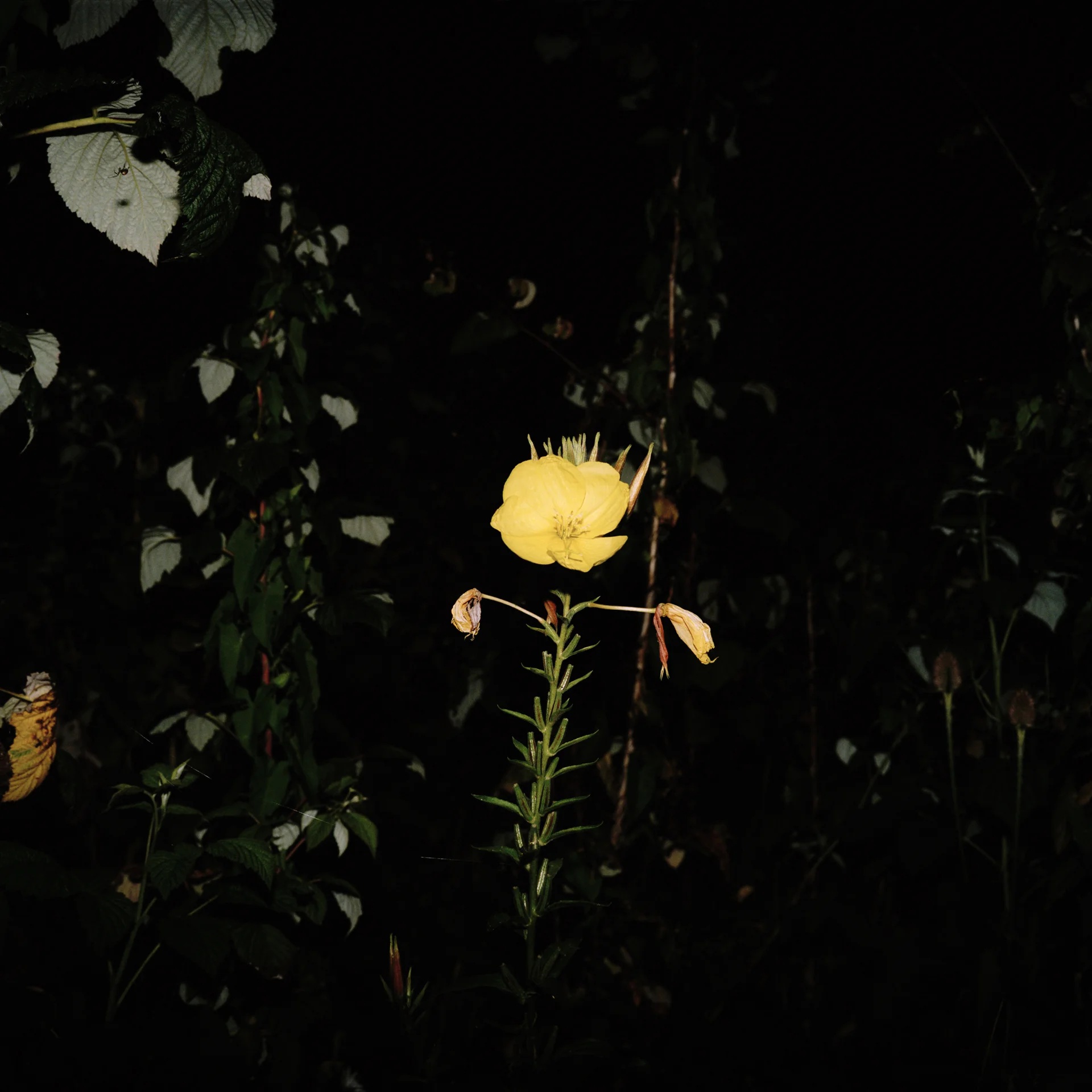 Night Flower 059