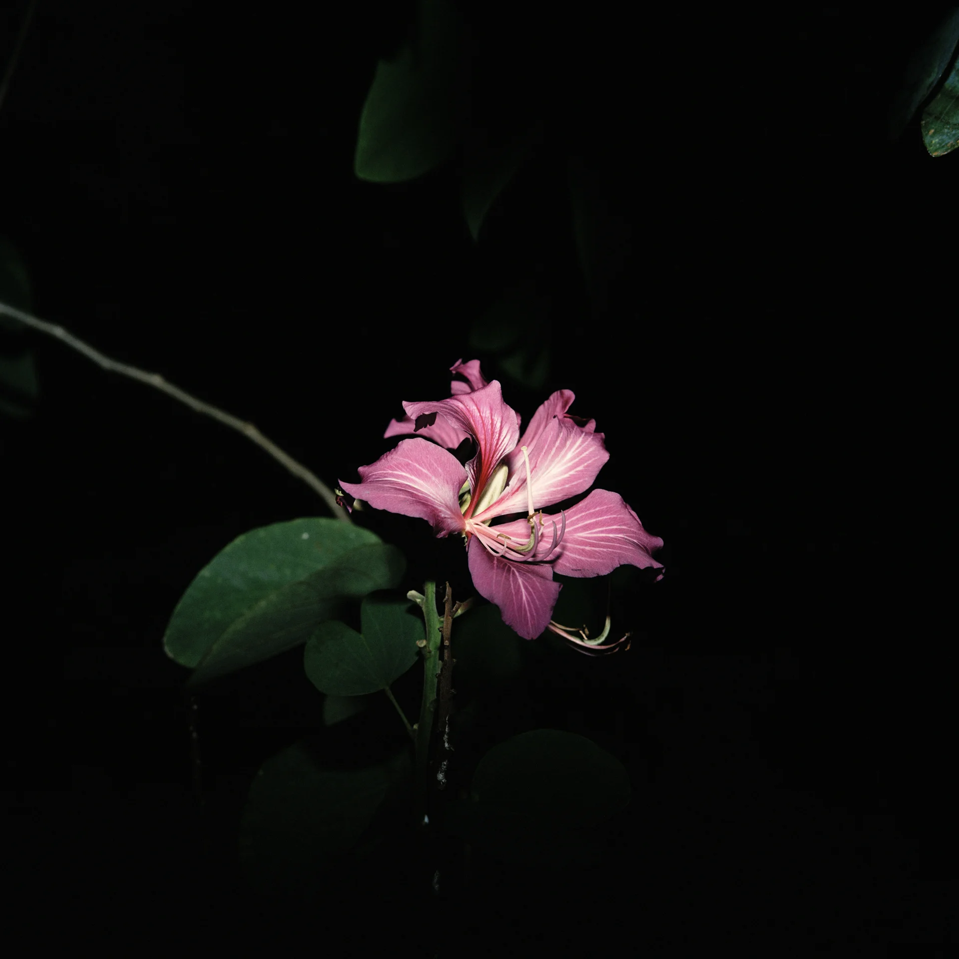 Night Flower 073