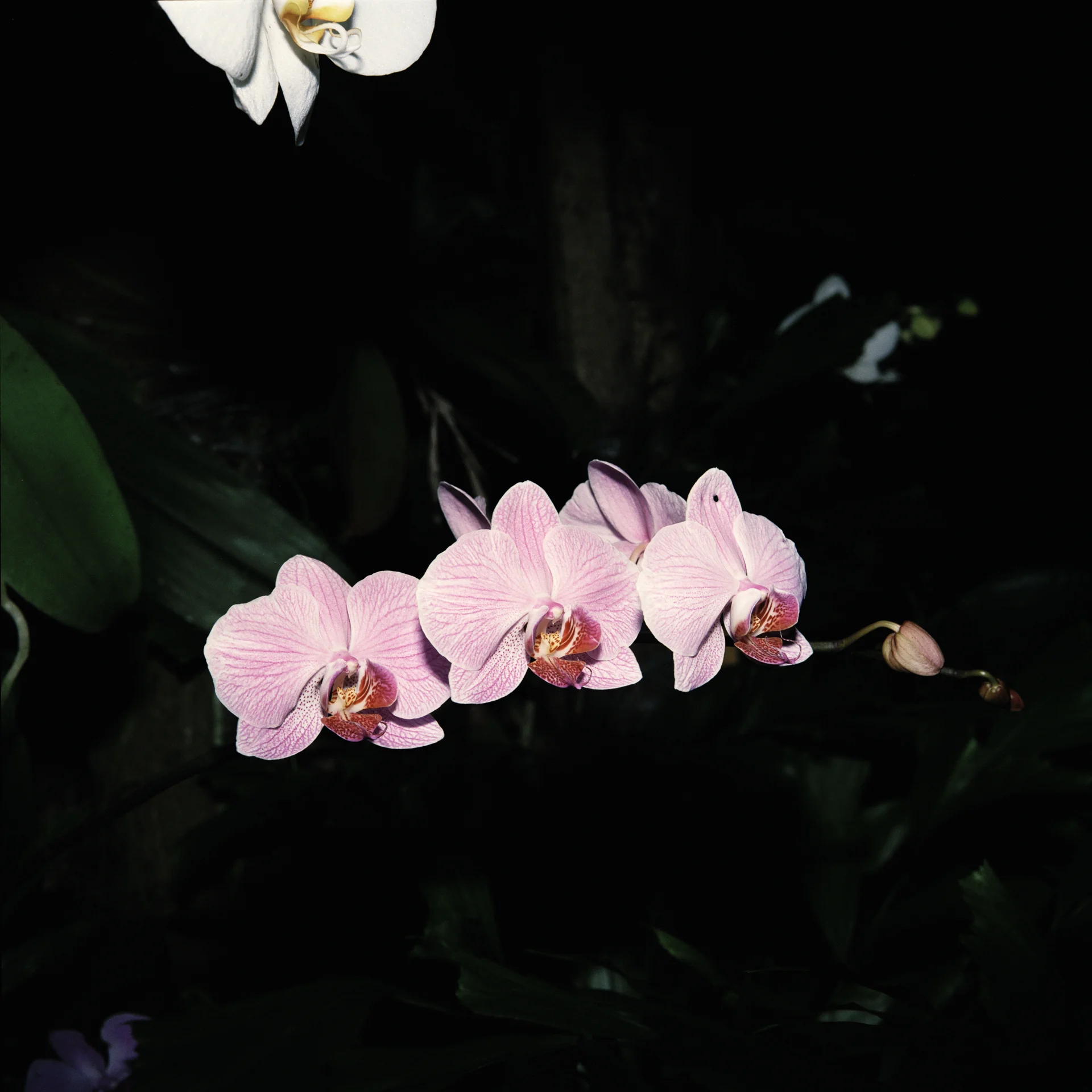 Night Flower 081