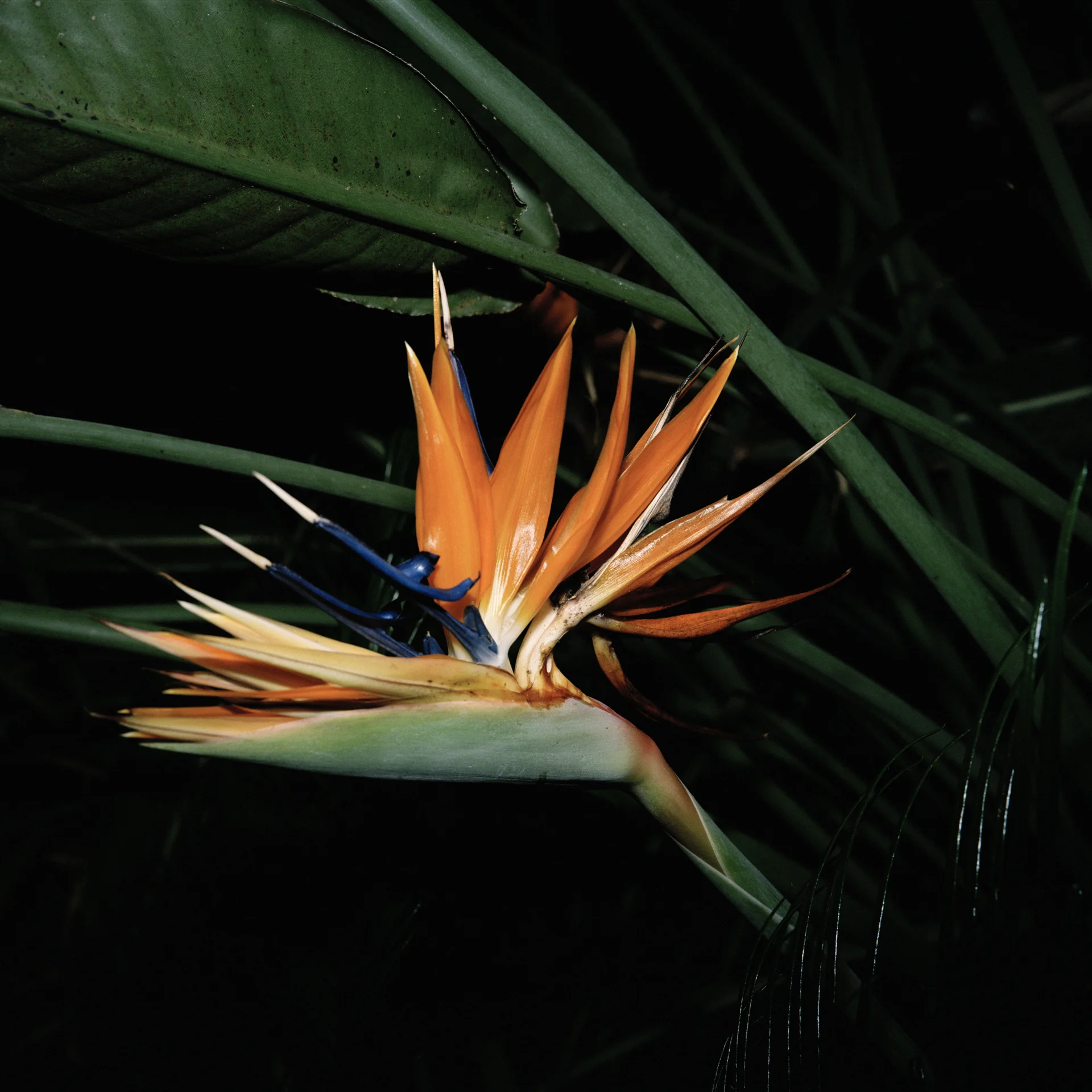 Night Flower 080