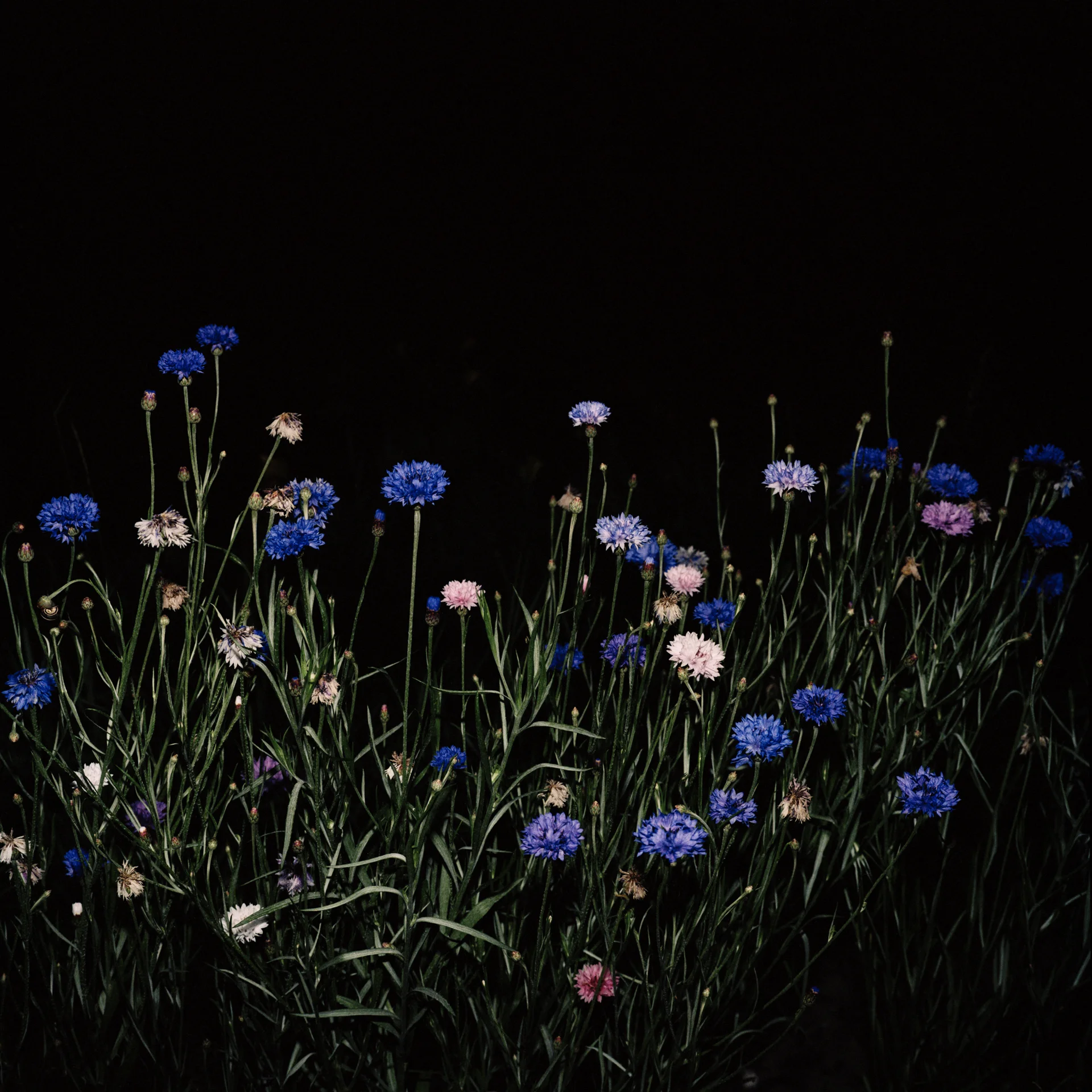 Night Flower 122