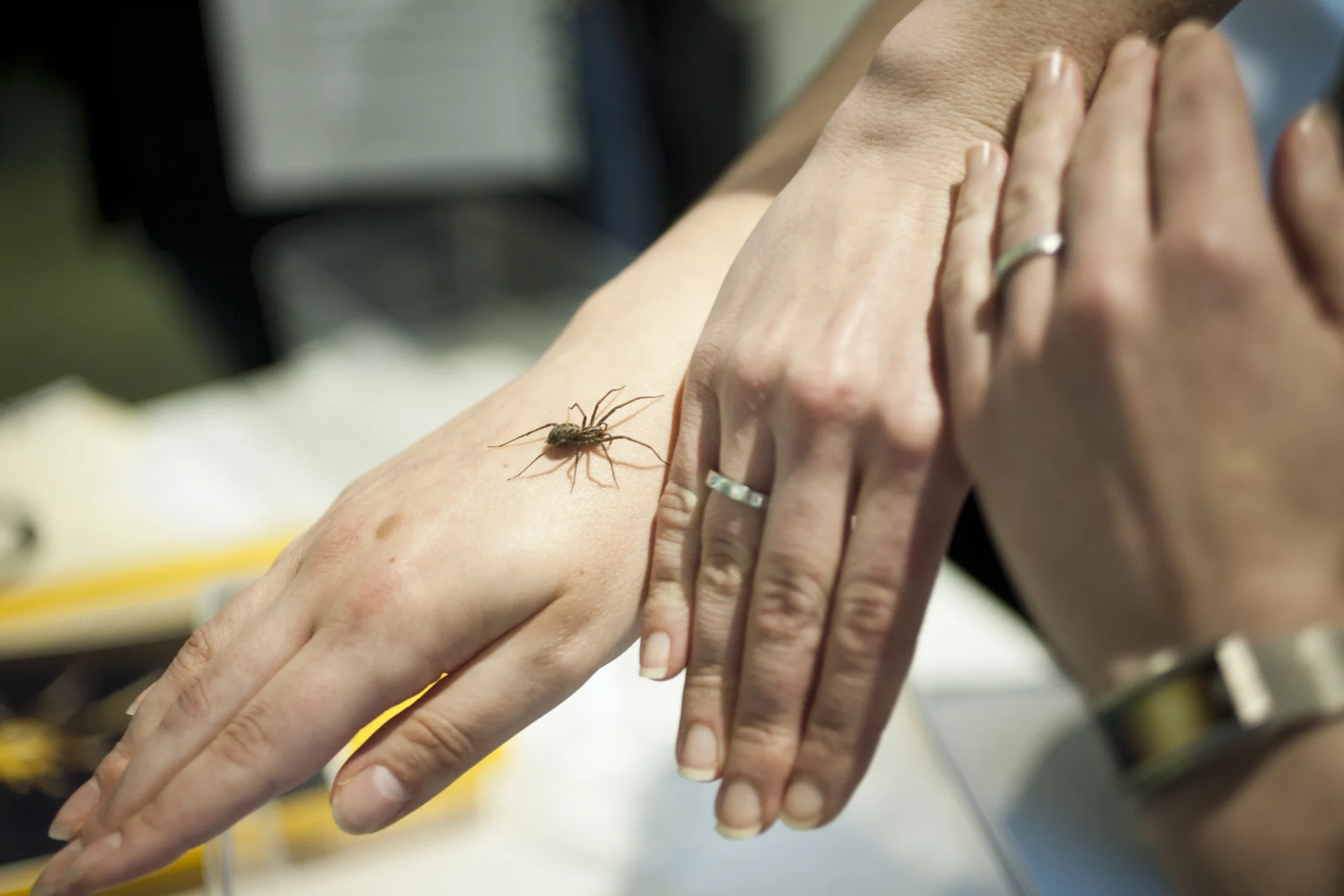 Friendly Spider Programme, Zoological Society of London. TimeOut