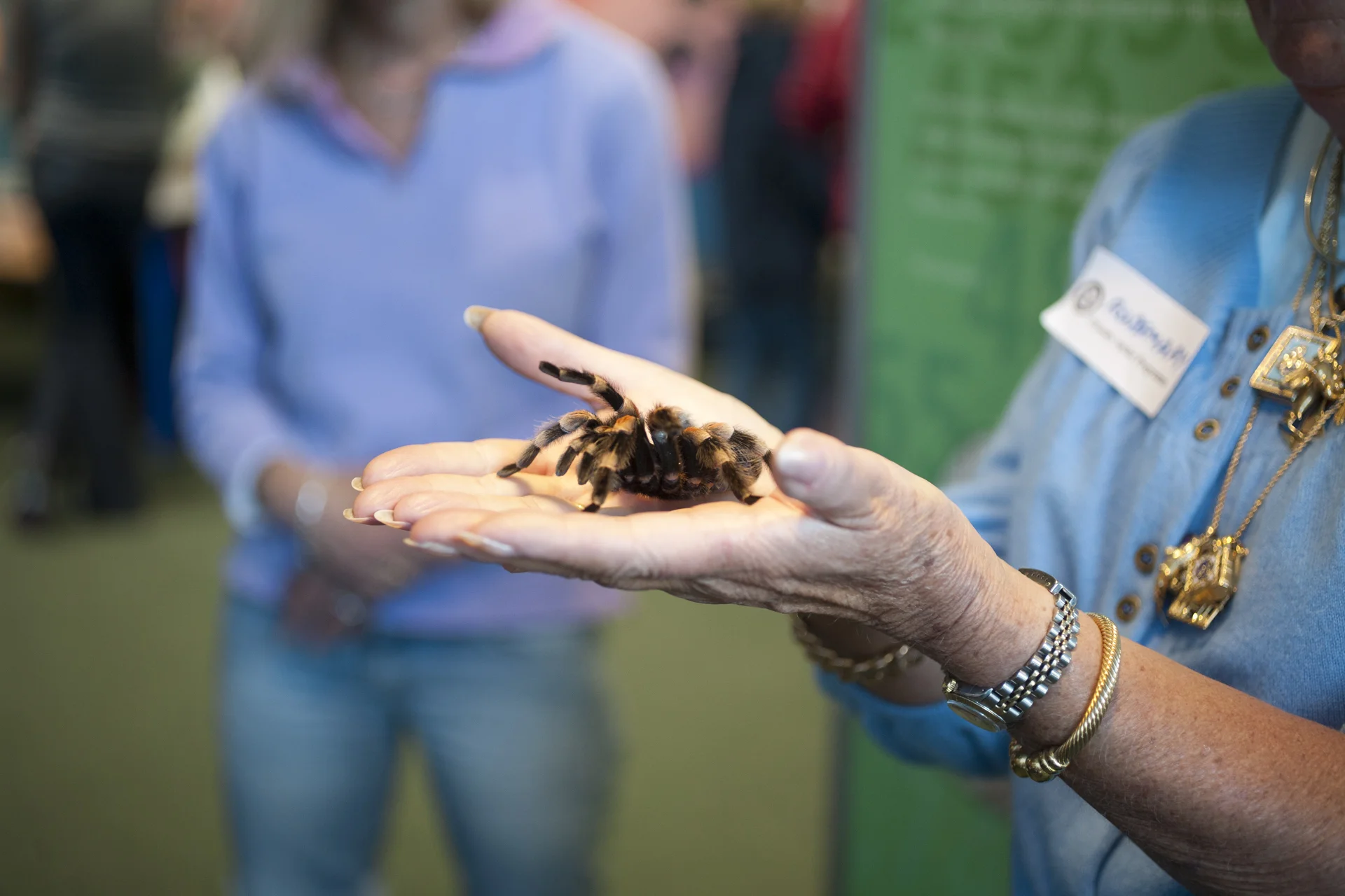 Friendly Spider Programme, Zoological Society of London. Mexican Red-Kneed Bird-Eating Spider (Brachypelma smith). TimeOut