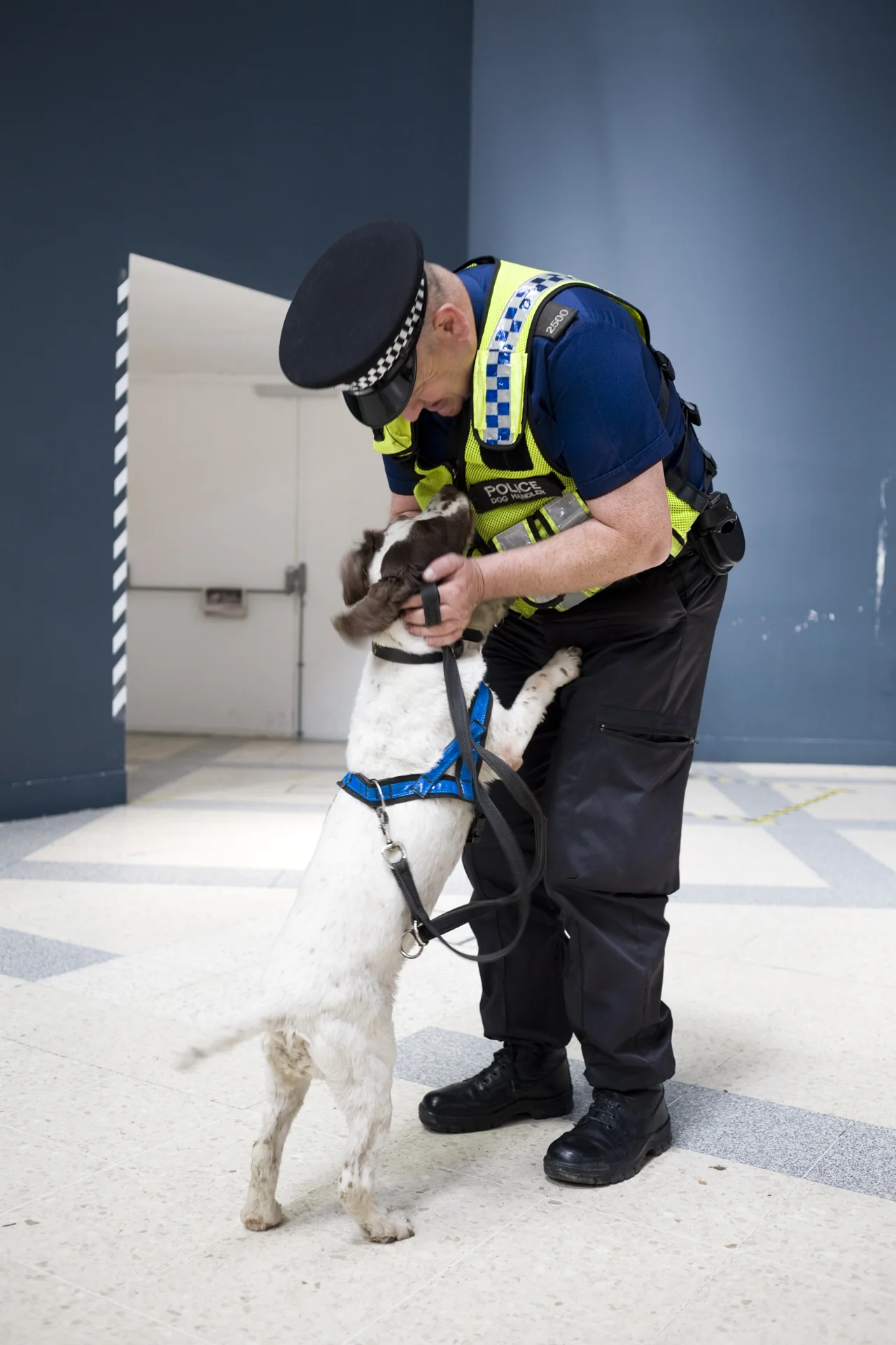 Police Sniffer Dogs TimeOut
