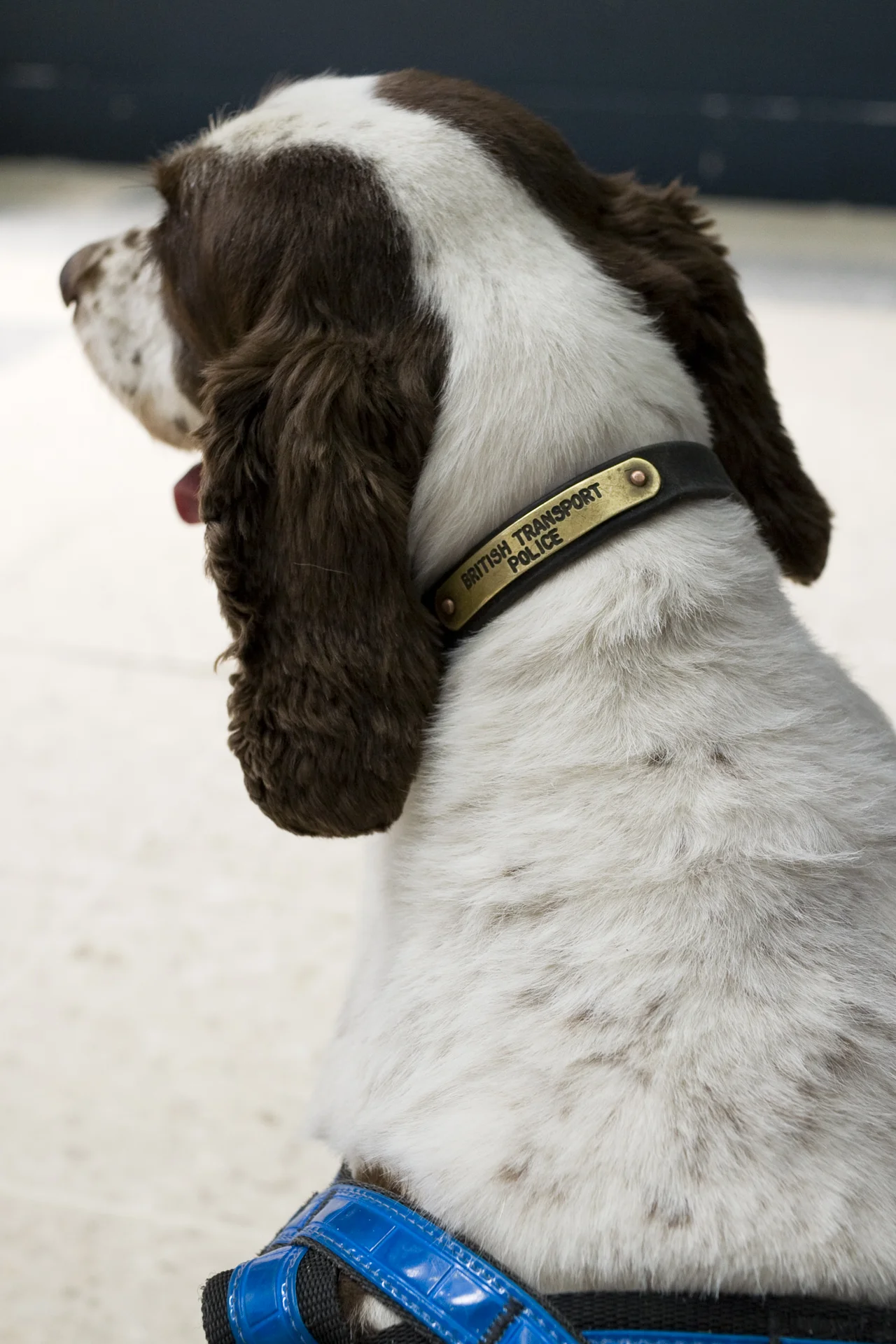 Police Sniffer Dogs TimeOut