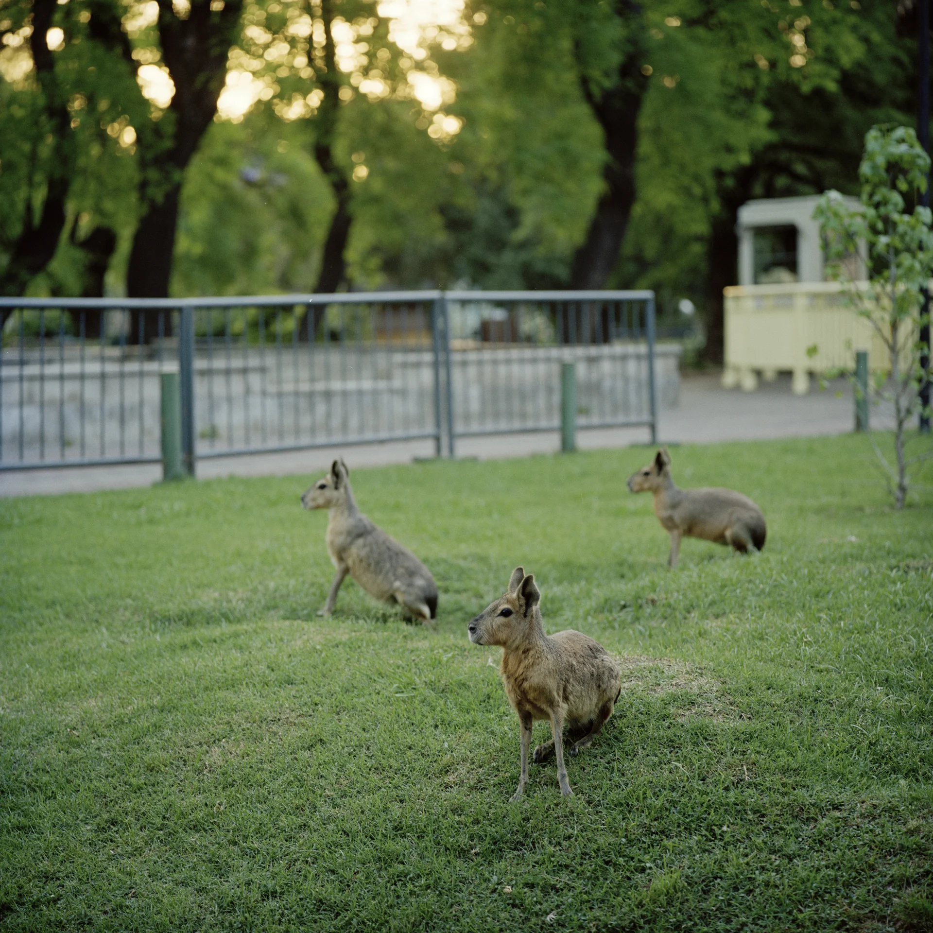 Three maras on the grounds of the Buenos Aires Zoo.