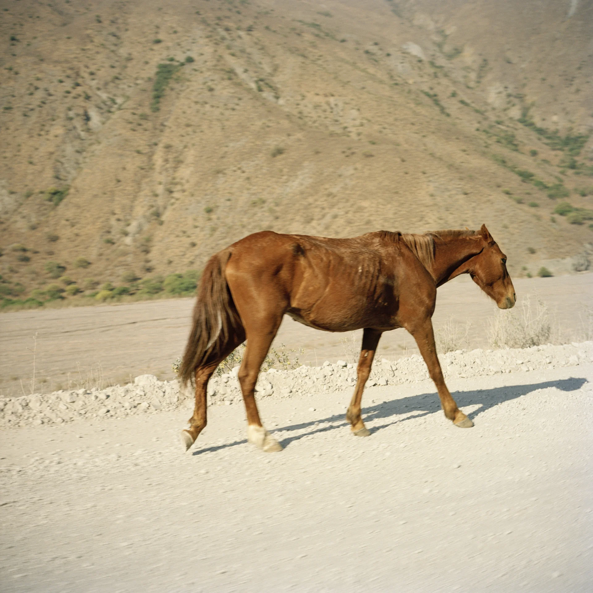 Salta Province. Del Toro's Ravine (Bull's Ravine). An emaciated horse walks along the road.