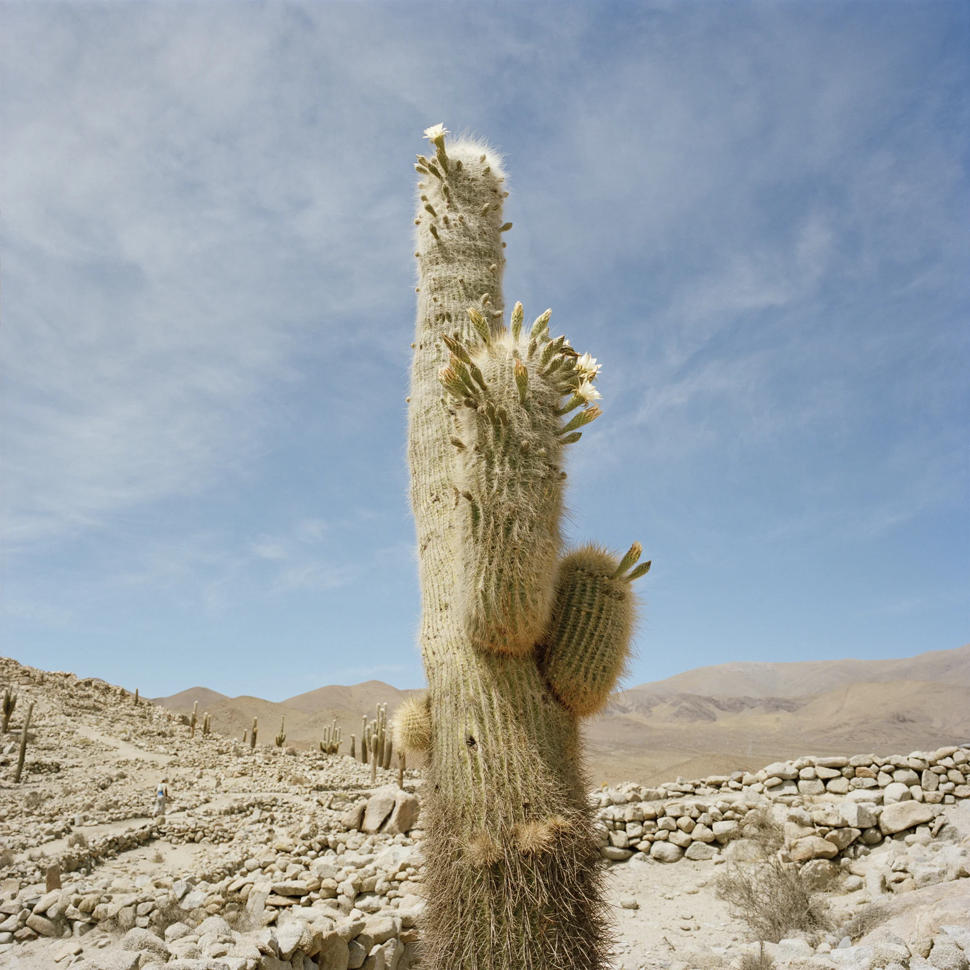 Salta Province. Santa Rosa de Tastil. Cactus called 'Old Man of the Andes' (Oreocereus celsianus) at a pre-Incan ruins (14th to 15th century). Altitude at this location is 3,200 meters (10,500 feet).