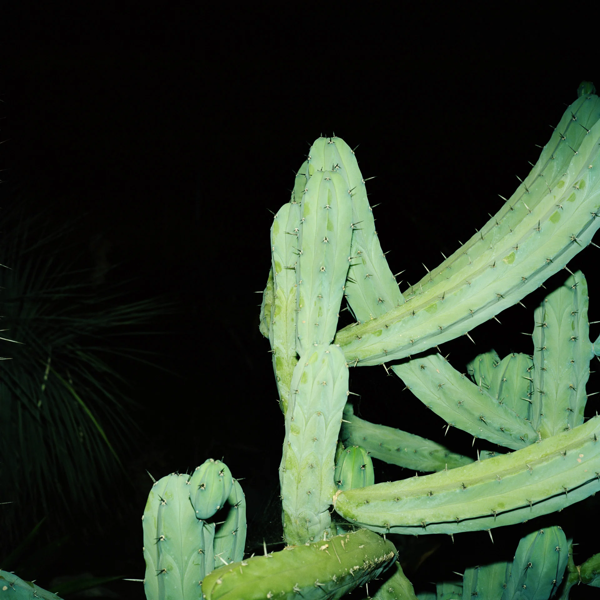 Night Cactus 003