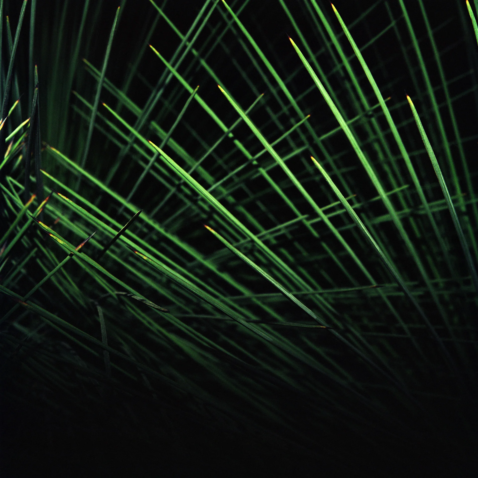 Night Cactus 012