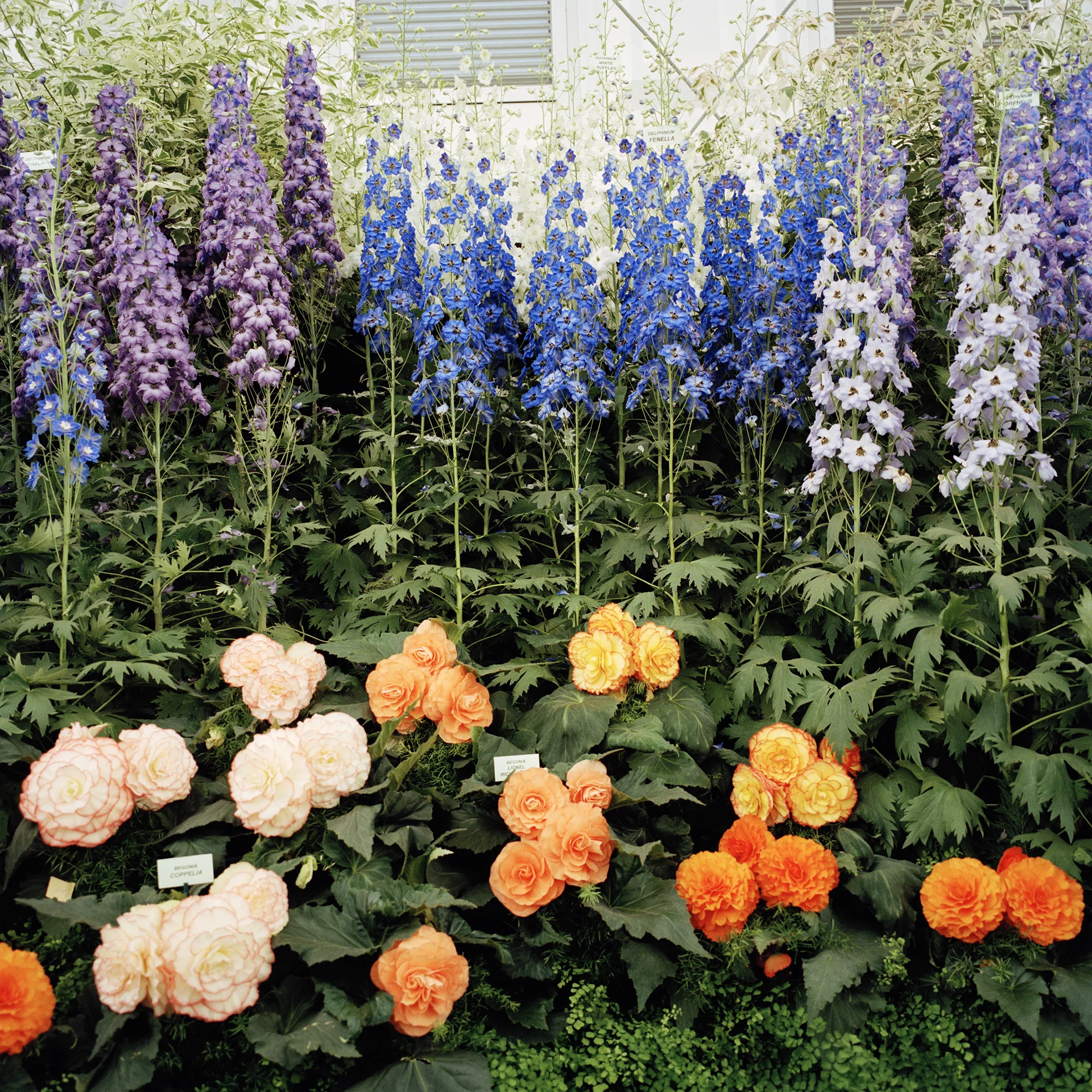 CHELSEA_FLOWER_SHOW_012.jpg