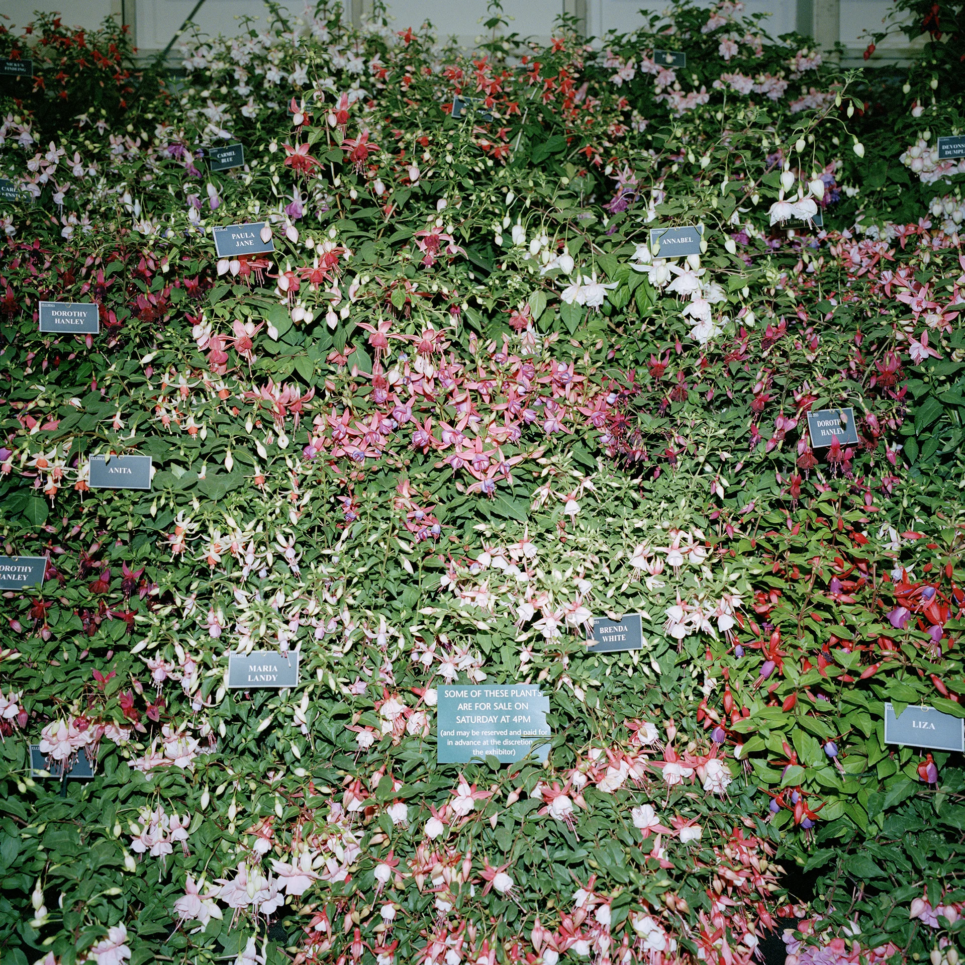 CHELSEA_FLOWER_SHOW_2007_ 0011