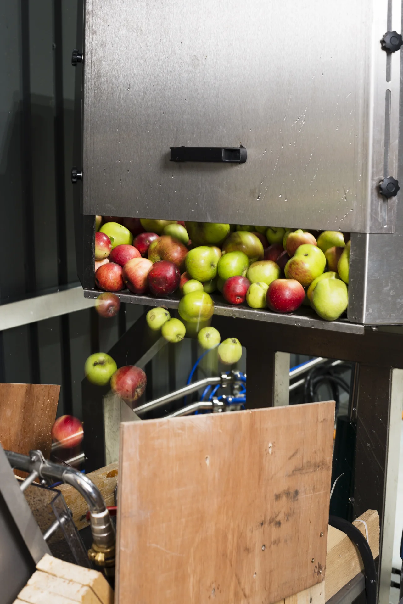 Apples being fed through the press at Hawkes Cider.