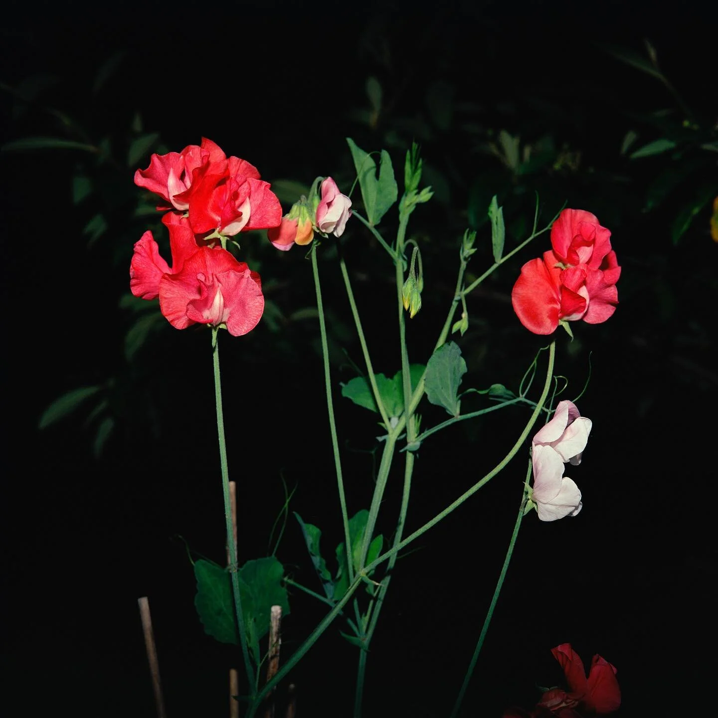 Sweet Pea - Night Flower 146 - July 2021, Brixton.

#nightflower 
#night 
#flower
#sweetpea
#brixton
#film
#analogue
#kodak
#kodaportra160
#portra
#mamiya6
#Imacon
#odtakeovers
#noicemag
#curatedmagazine
#_modernblocks_
#paperjournalmag
#somewheremag