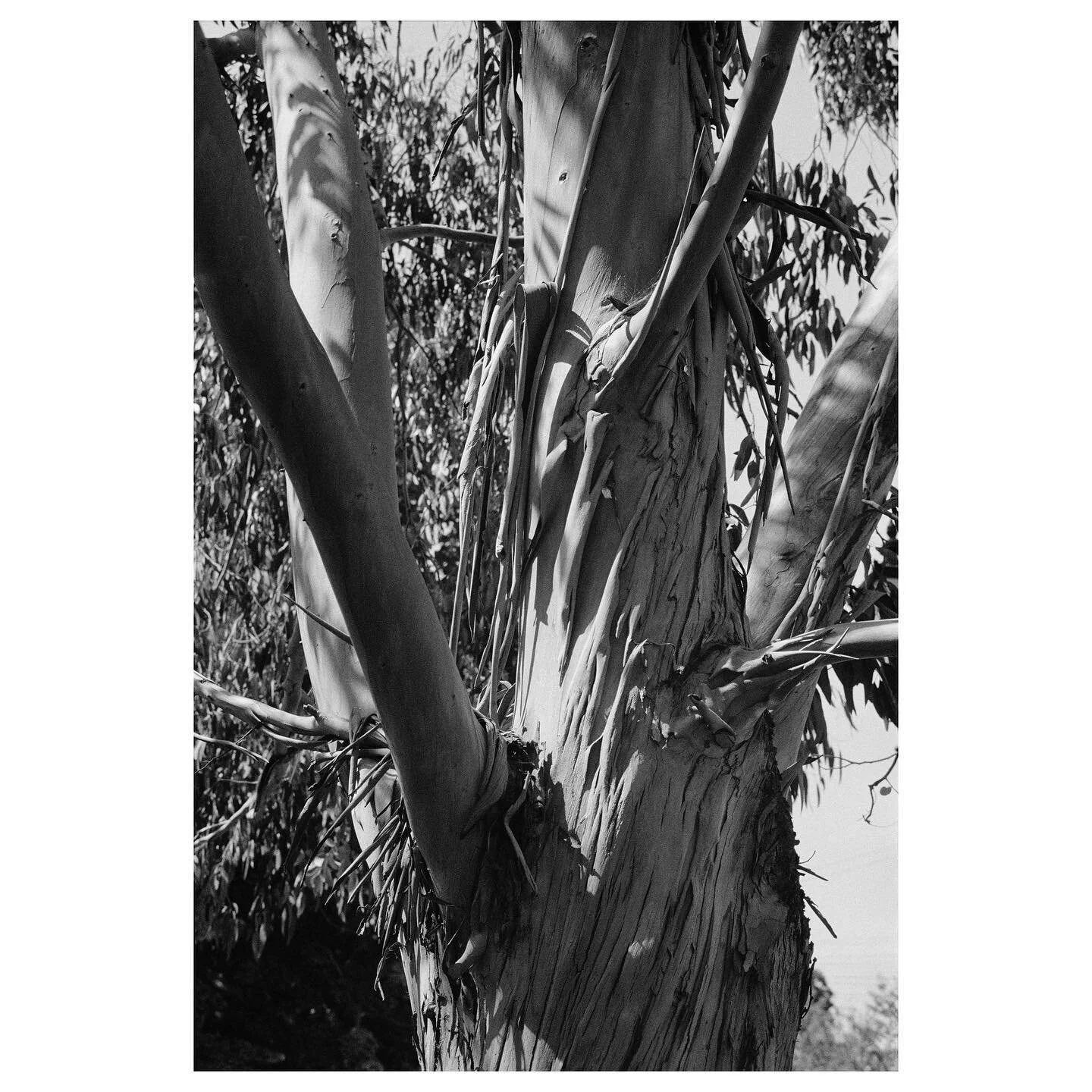 One Scan A Day

My most favorite tree in Brixton. It smells fantastic. I photograph it every time I walk by it from slightly different angles, but rarely do I ever get around to scanning the images.

#OneScanADay
#Brixton
#LeicaM7
#Leica
#mhexanon
#k
