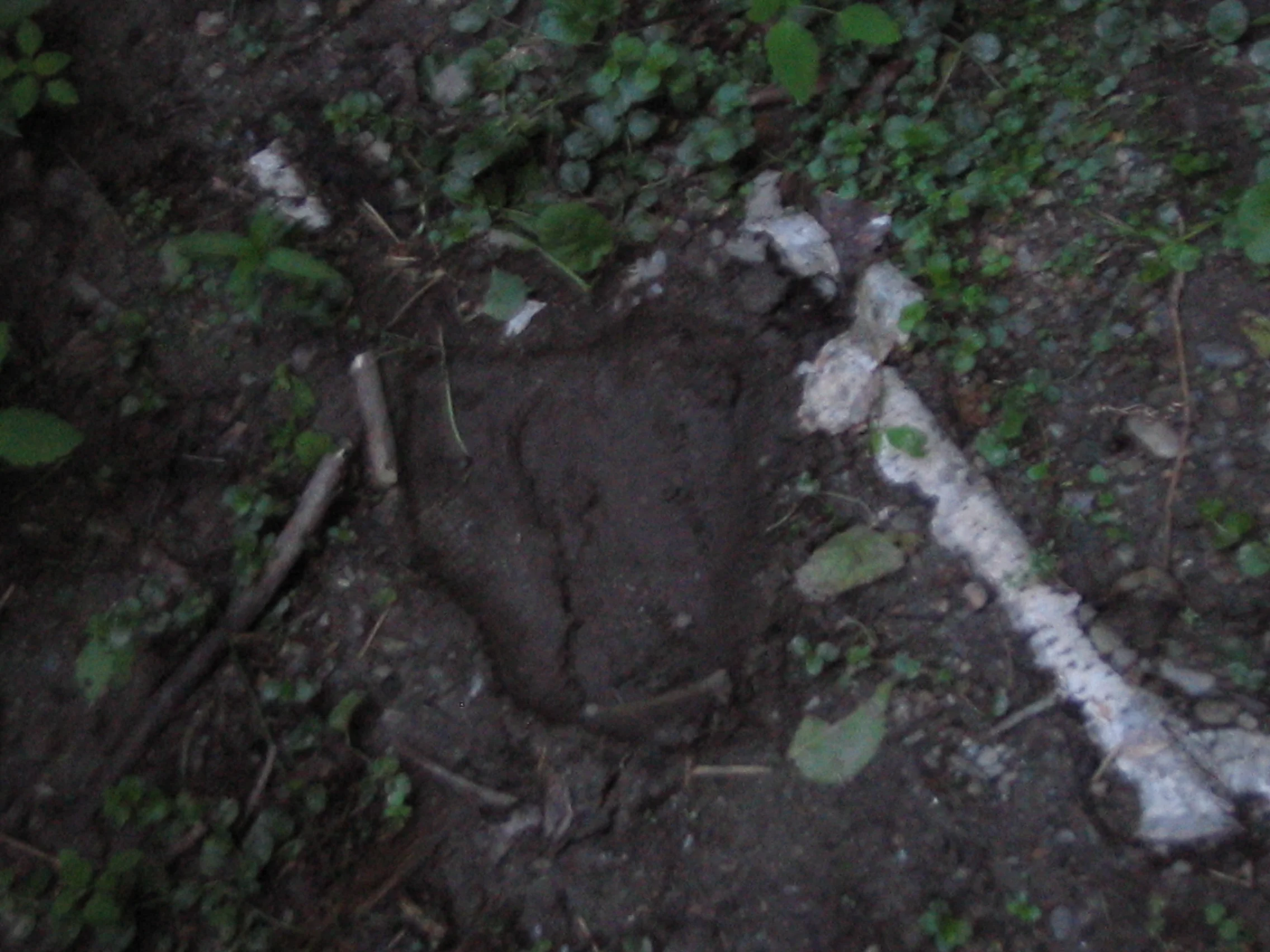 Bear Encounter in Western Mass!