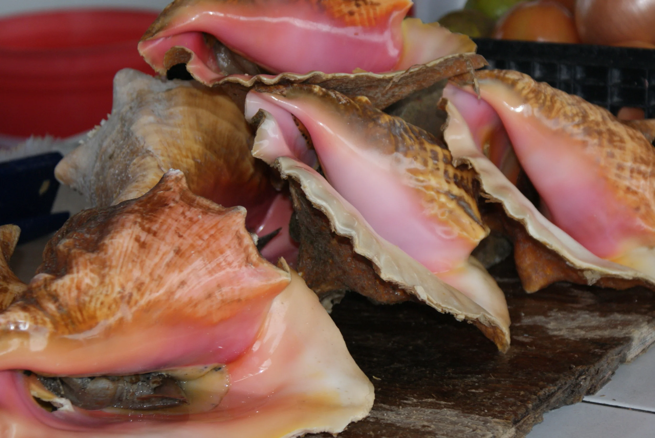 Bumming around the Bahammas