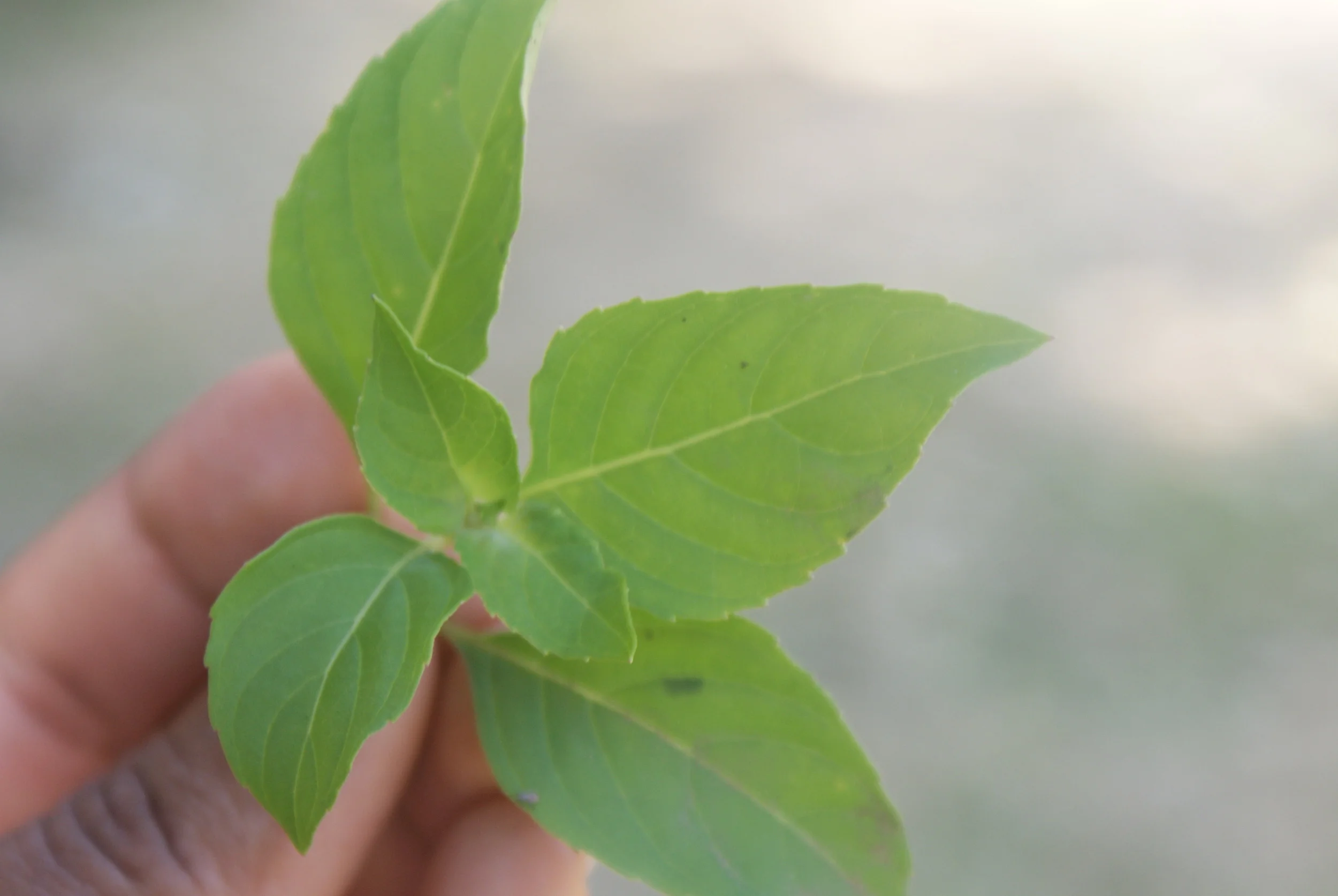 The Virtues of Basil Tea