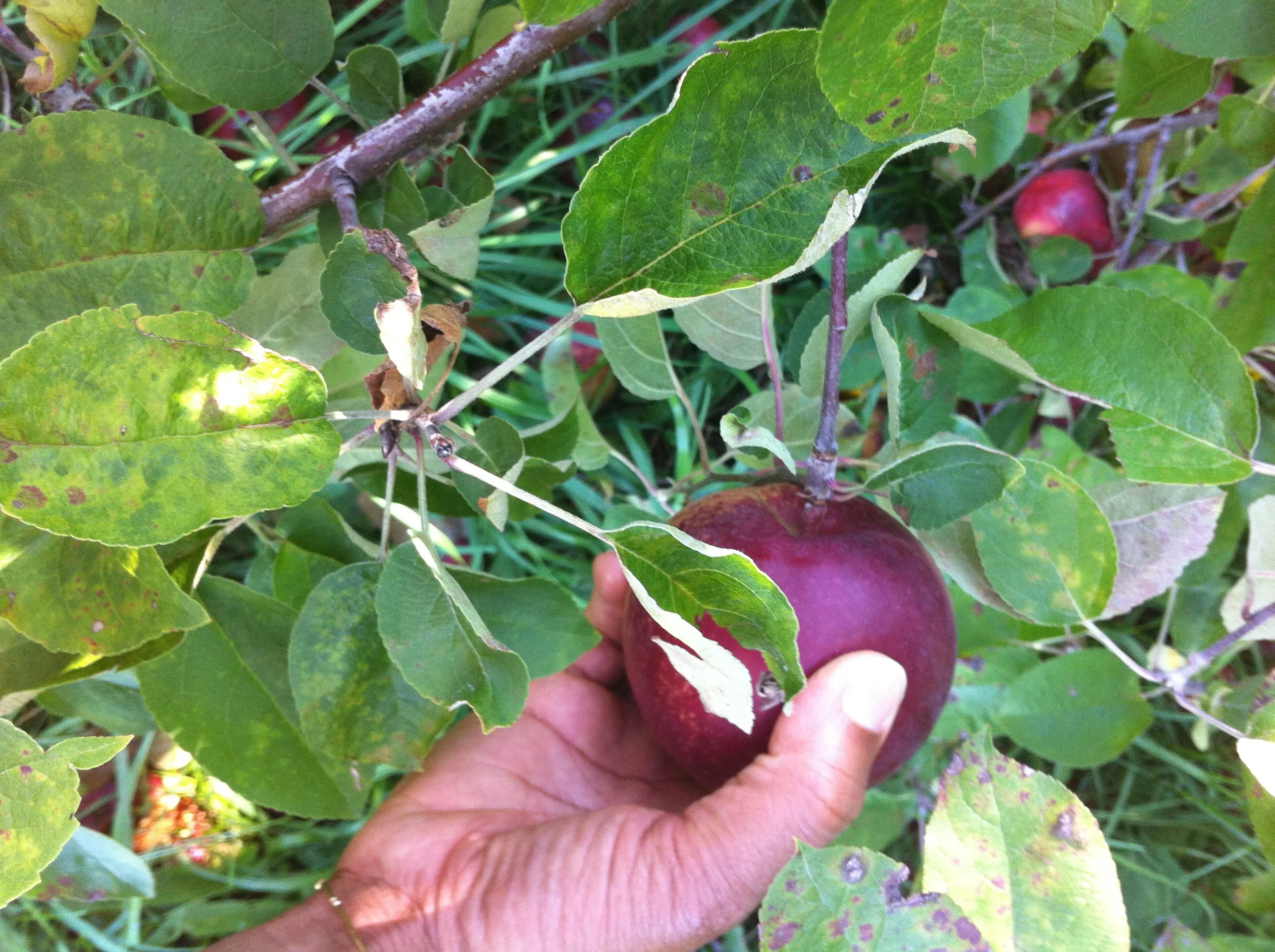 Apple Picking in Saratoga Springs, New York