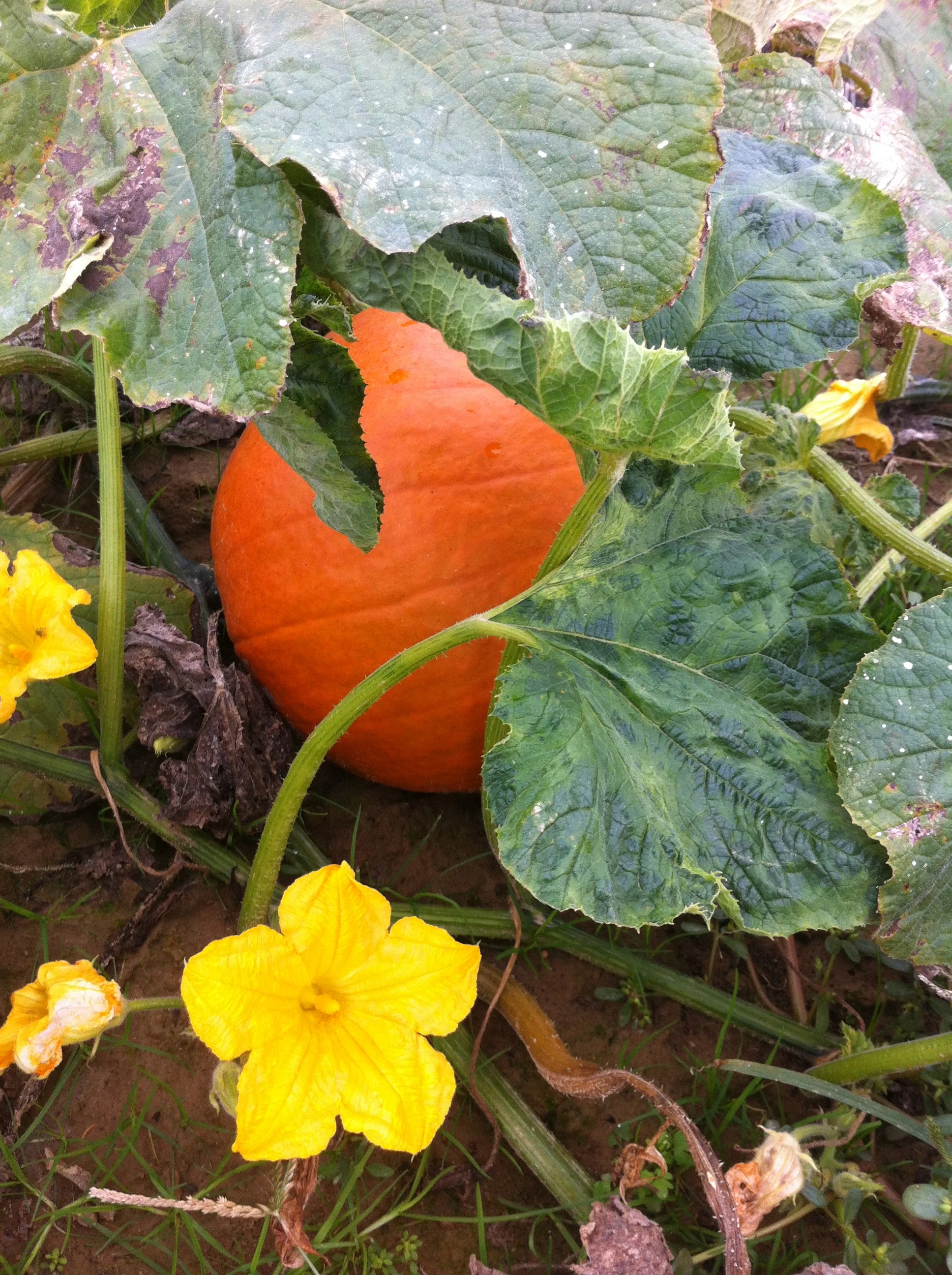 Pumpkin Picking At Shlagel Farms